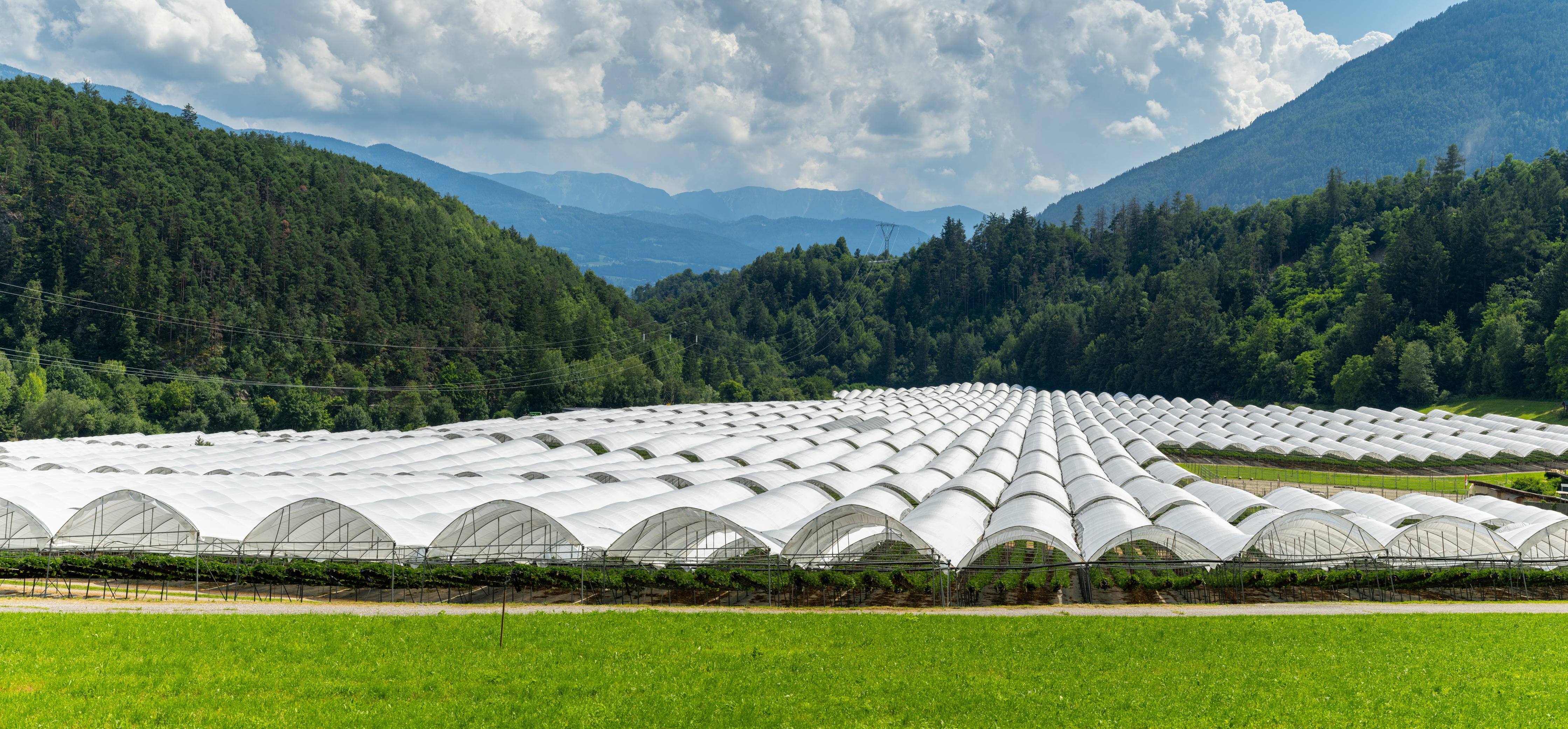 Arrigoni Group präsentiert neue Corporate Identity auf der Fruit ...