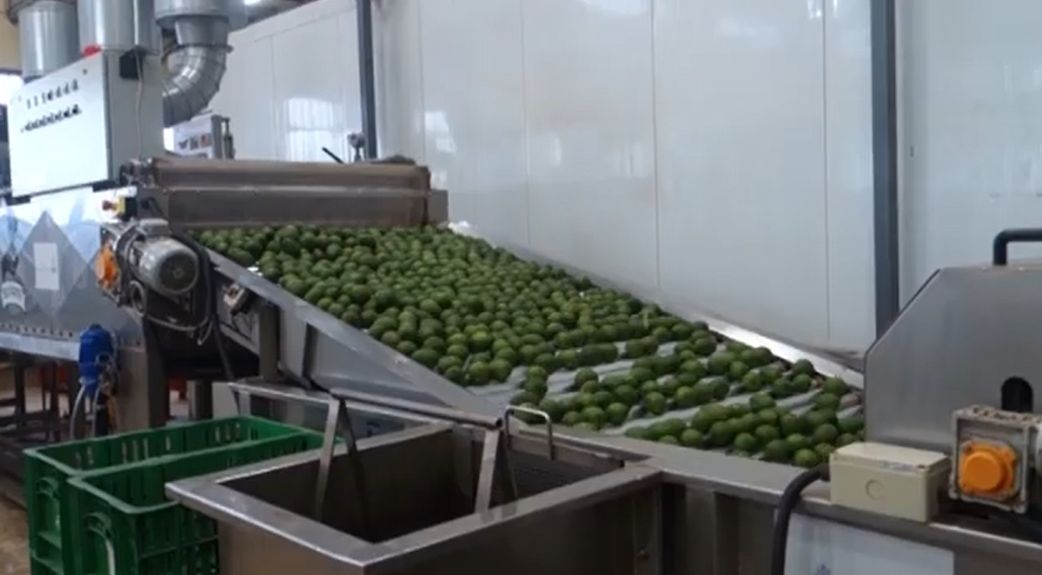 Avocados auf einem Laufband