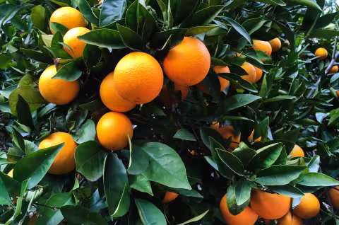 Reife Orangen hängen an einem Baum mit grünen Blättern