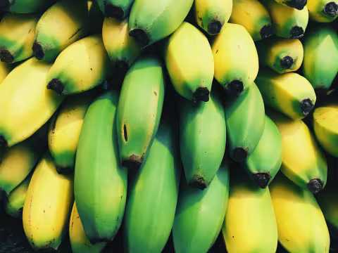 reife und unreife Bananen liegen eng aneinander, man sieht nur die unteren Teile der Frucht