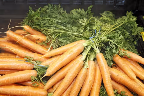 Frische, orangefarbene Karotten mit grünen Blättern