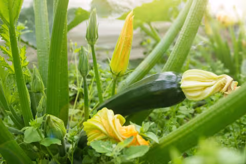 Zucchinianbau