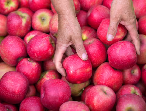 Hände greifen nach Pink Lady®-Äpfeln