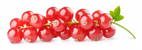 rote Johannisbeeren an der Rispe