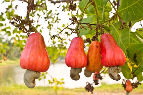 Cashewfrüchte am Baum mit Nuss