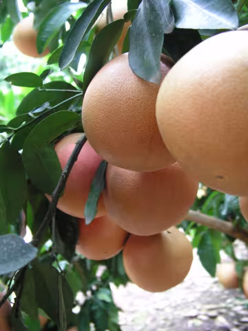 Grapefruit am Baum