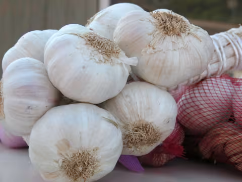 Knoblauch lose + im Netz