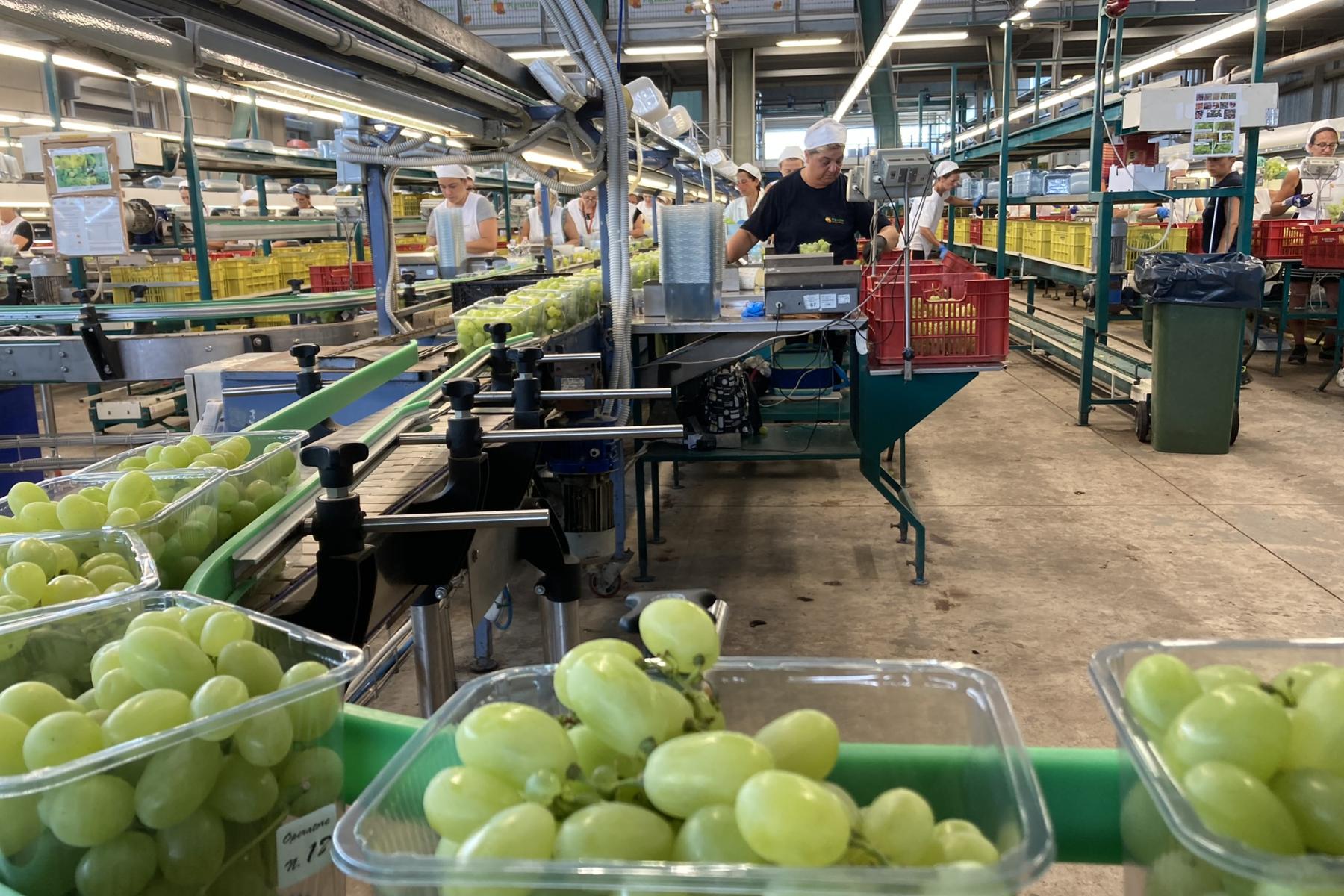 Packstation mit grünen Trauben in durchsichtigen Plastikschalen, Arbeiter sortieren und verpacken die Trauben in einer Halle