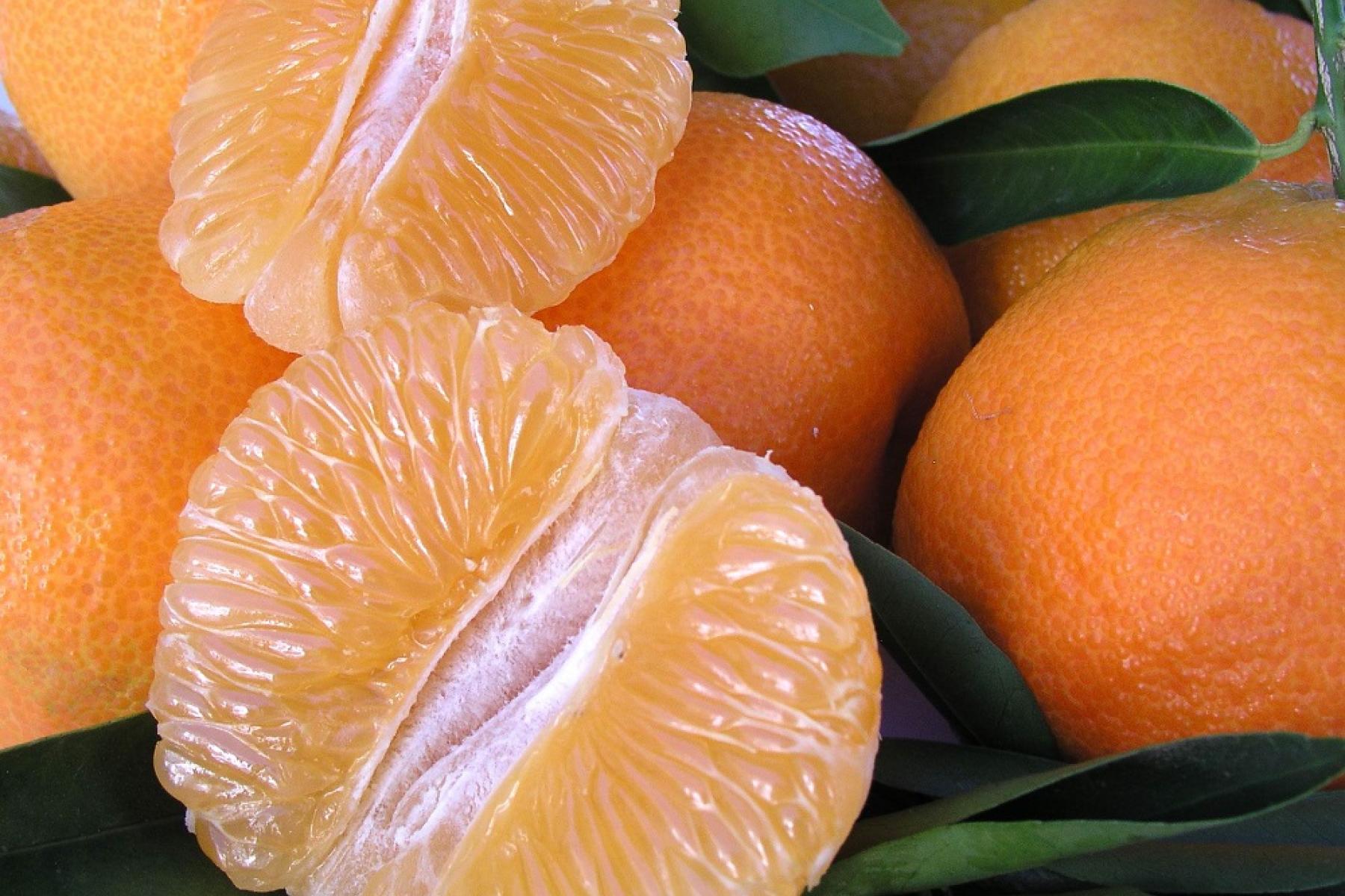 Aufgeschnittene weiche Zitrusfrucht mit glänzenden Segmenten, umgeben von ganzen Früchten und grünen Blättern