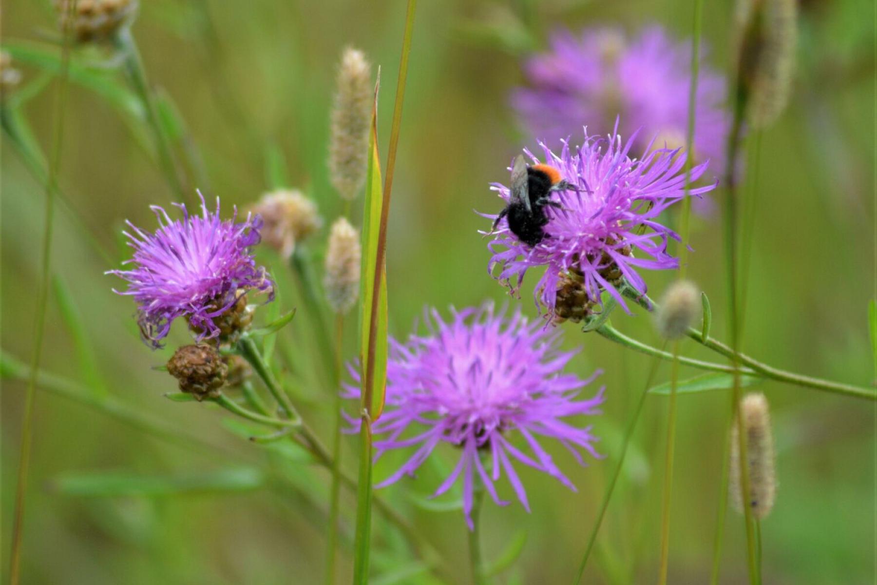 Steinhummel sitzt auf einer lila Blüte in einer Wiese mit Gräsern