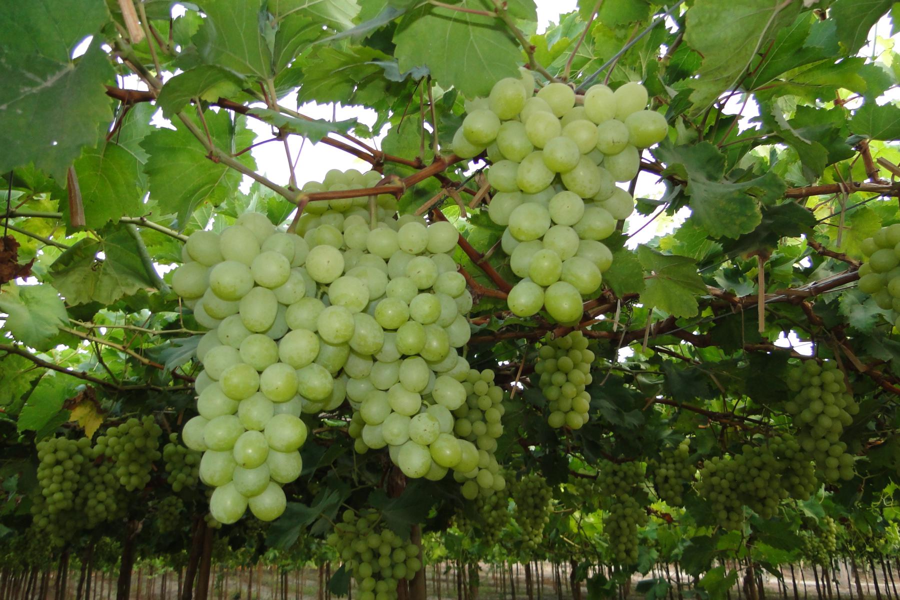 Kernlose weiße Tafeltrauben hängen in großen Trauben an Rebstöcken in einem Weinberg