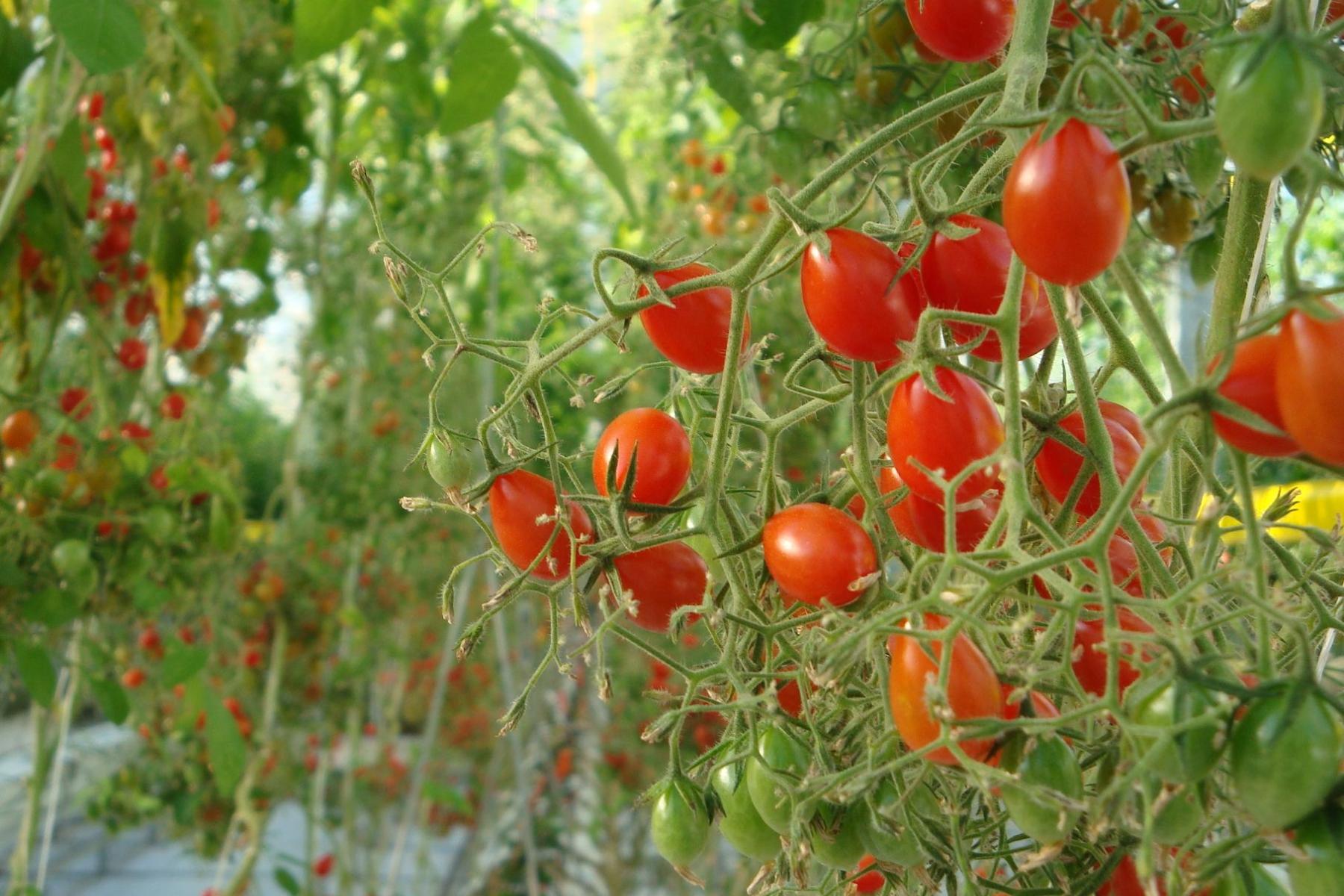 Reife und unreife Tomaten hängen an einem Strauch in einem Gewächshaus