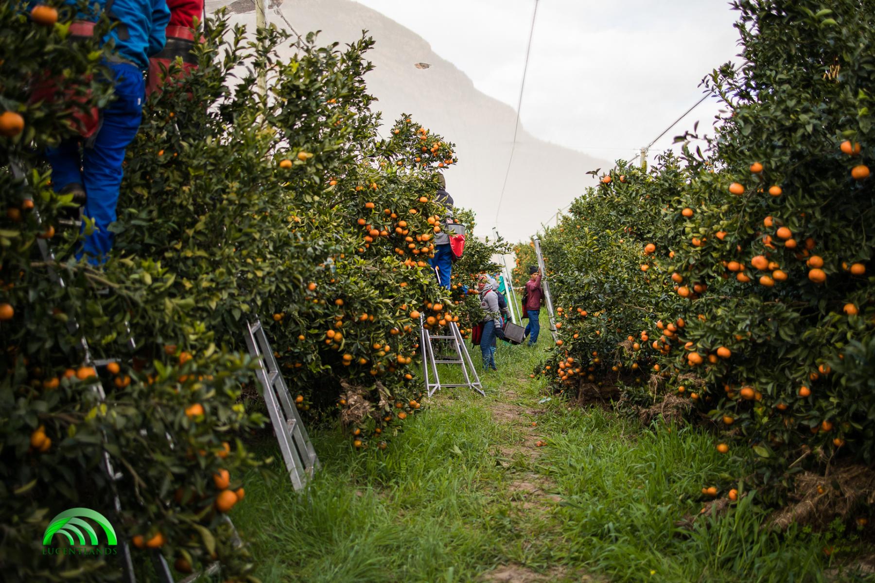 Menschen ernten Mandarinen in einem Obstgarten mit grünen Bäumen und Bergen im Hintergrund