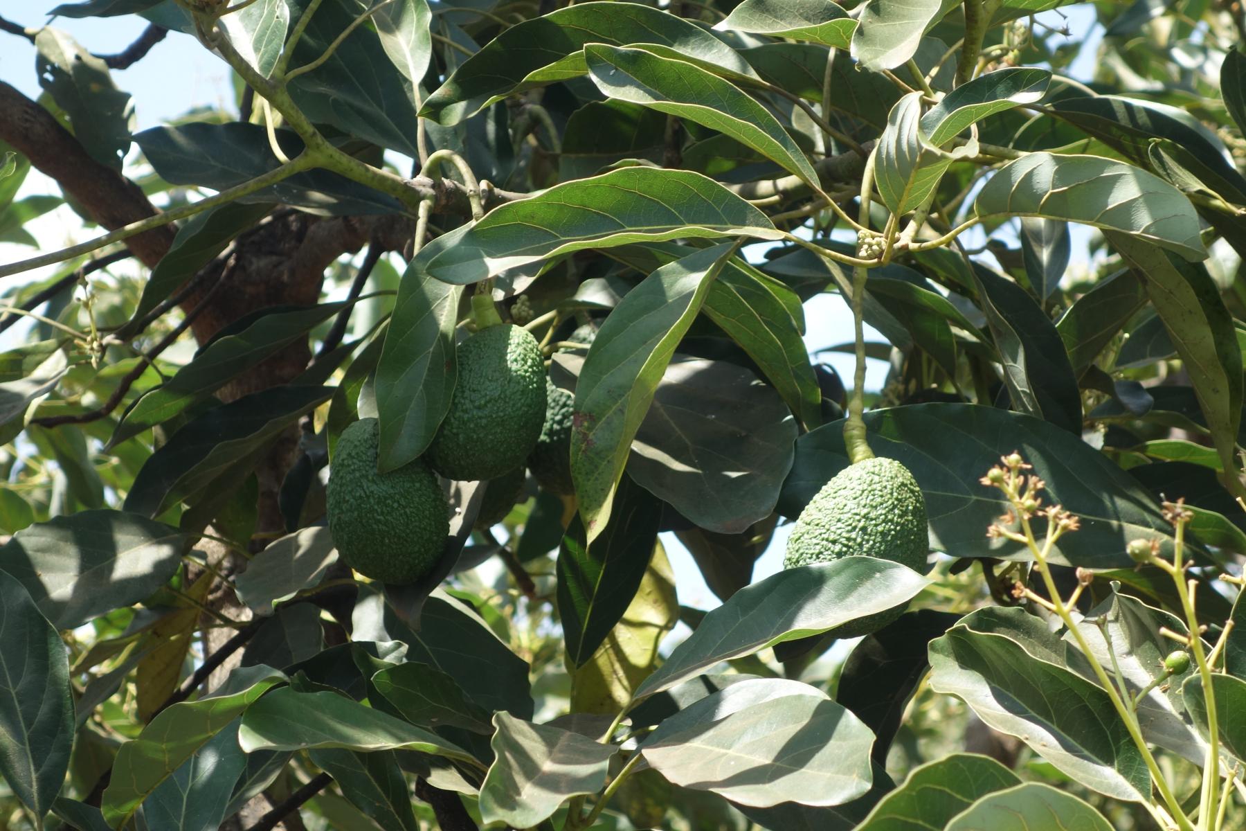 Zwei grüne Avocados hängen an einem Baum mit grünen Blättern