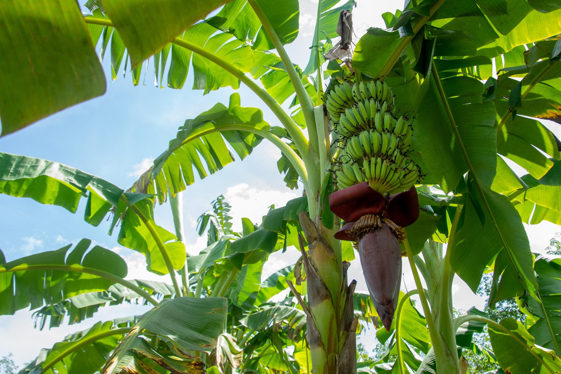 Grüne Bananen hängen an einer Staude zwischen großen Bananenblättern unter blauem Himmel