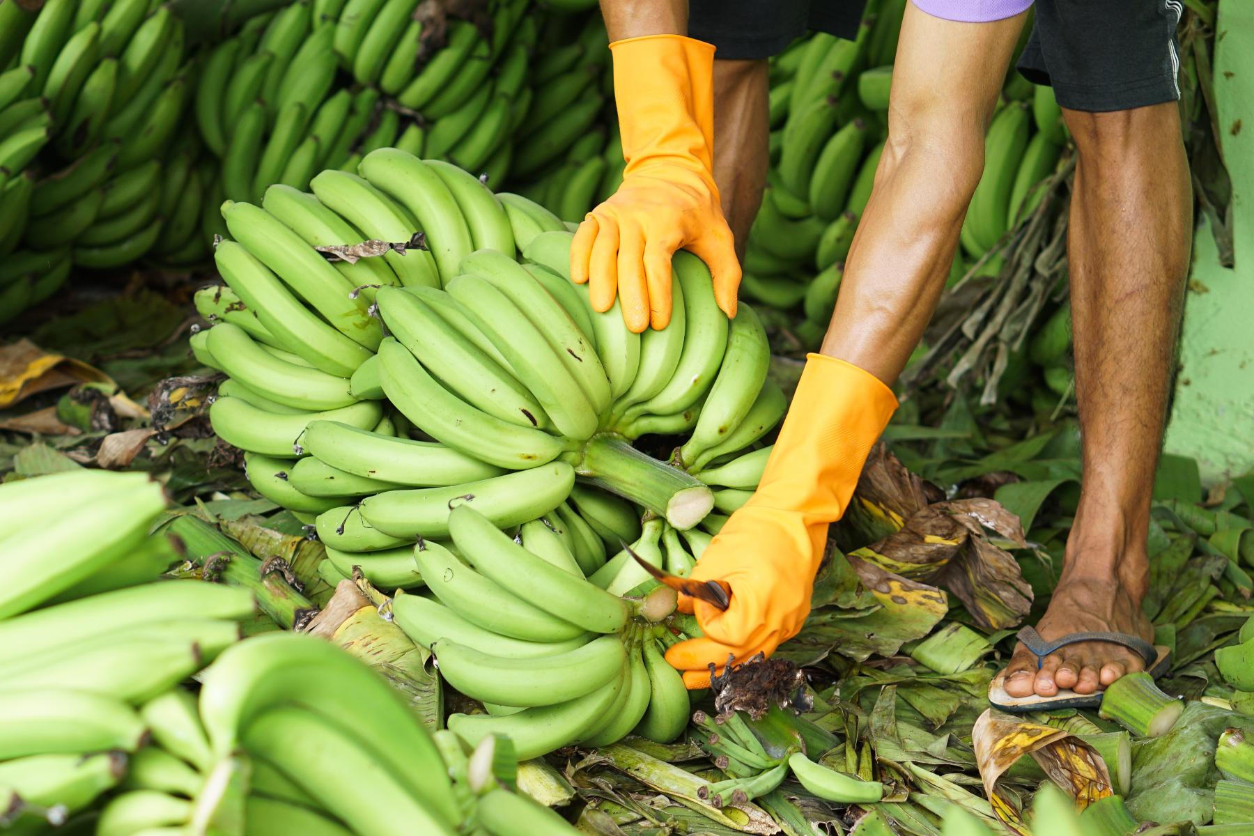 Person mit orangen Handschuhen erntet grüne Bananen in einem Bananenlager