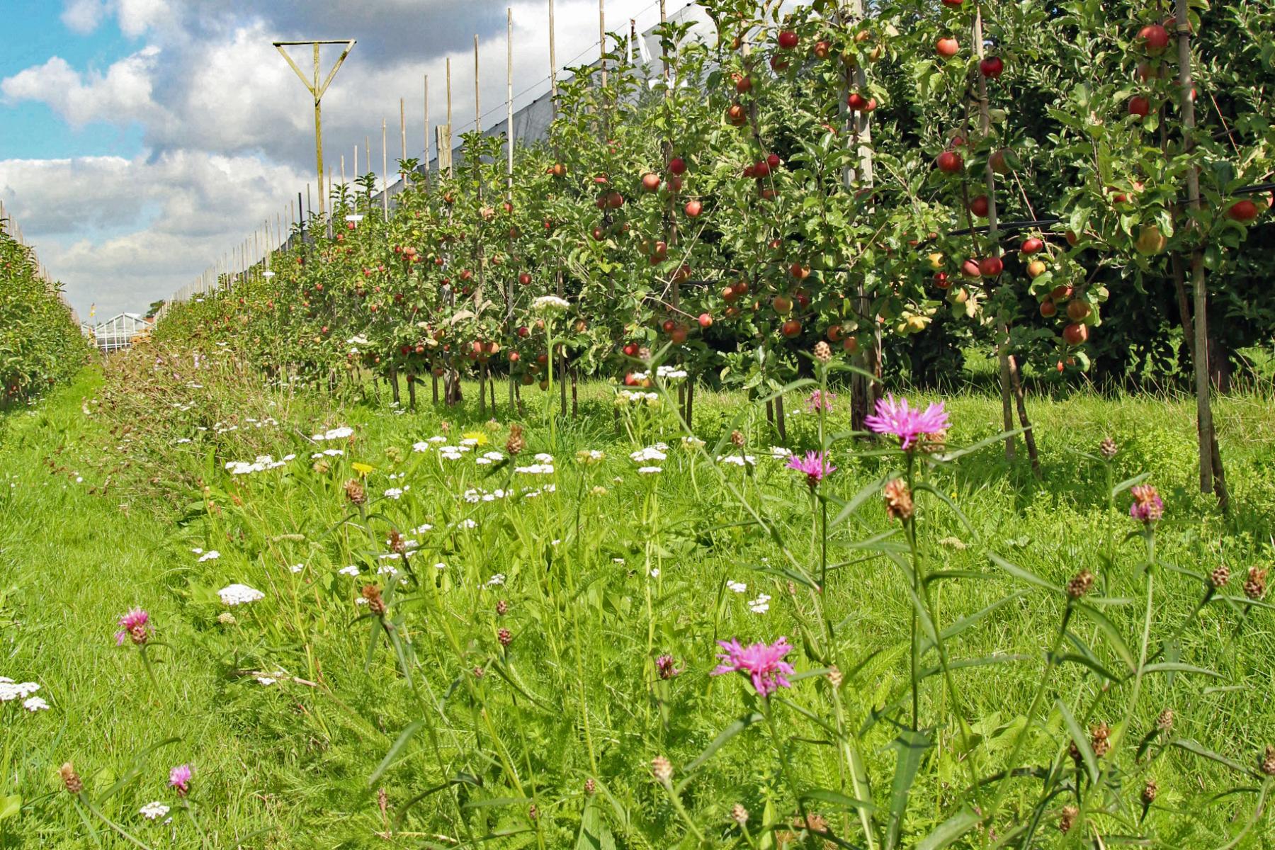 Blühende Fahrgasse unter blauem, aber bewölktem Himmel 