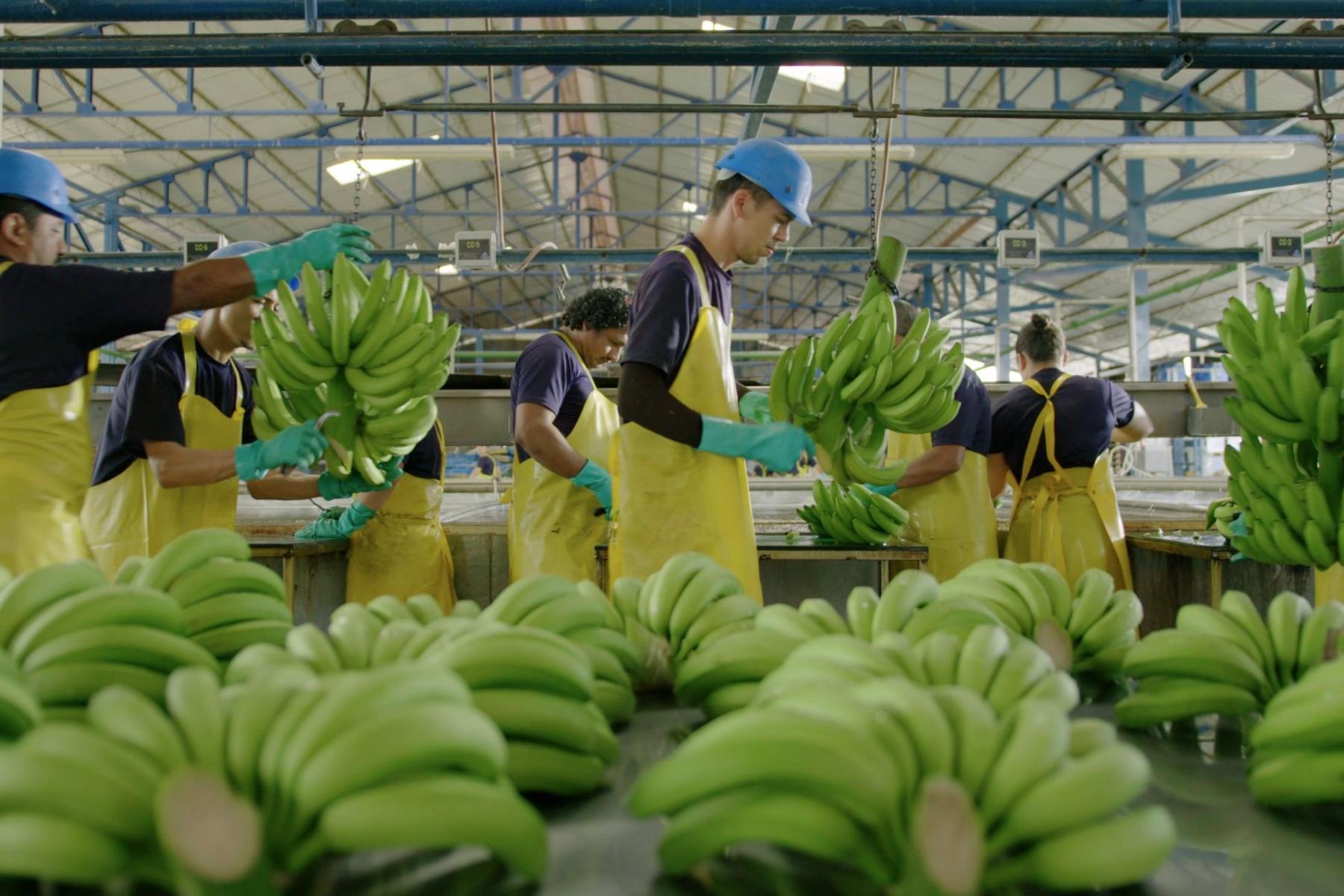 Arbeiter in gelben Schürzen und blauen Helmen sortieren grüne Bananen in einer Chiquita-Verpackungsanlage