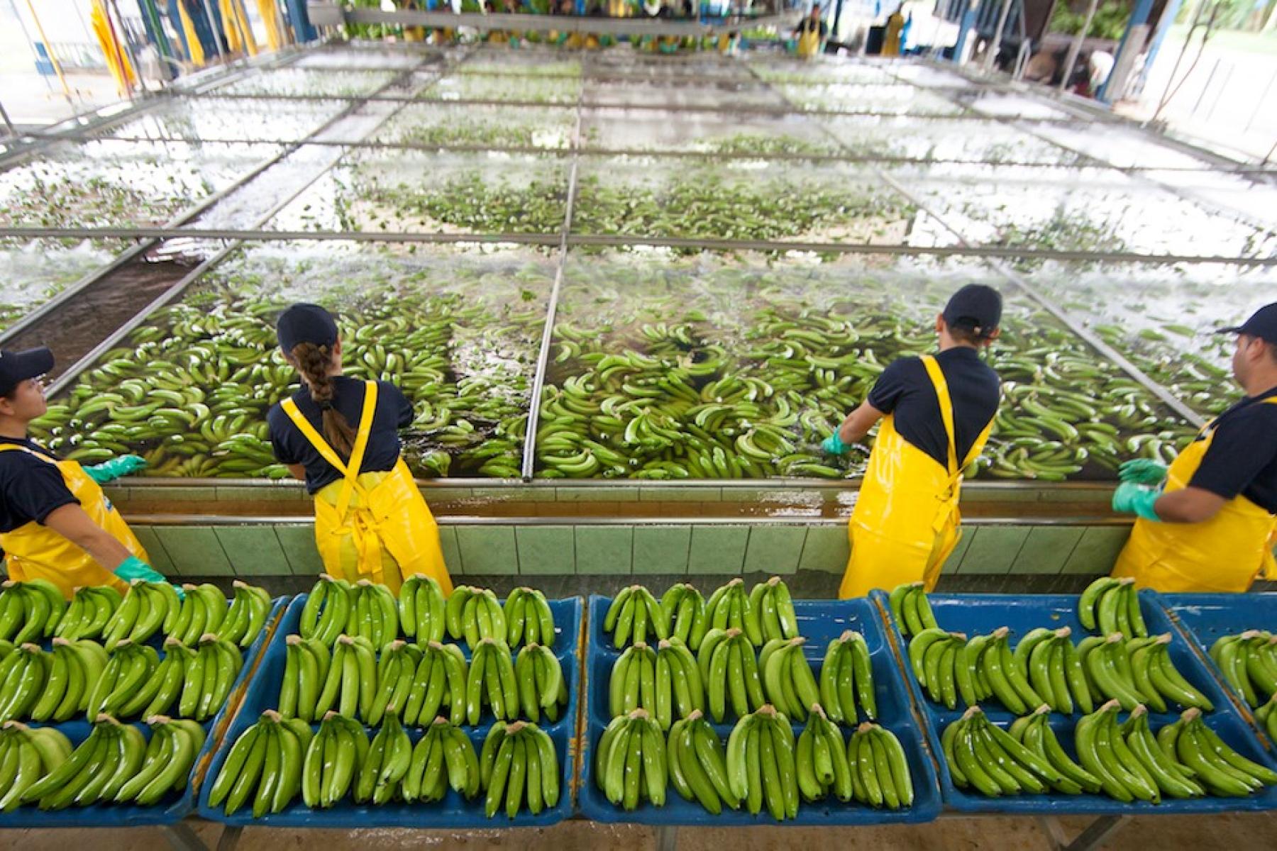 Vier Arbeiter in gelben Overalls bewässern und sortieren grüne Bananen in einer großen Halle mit Wasserbecken