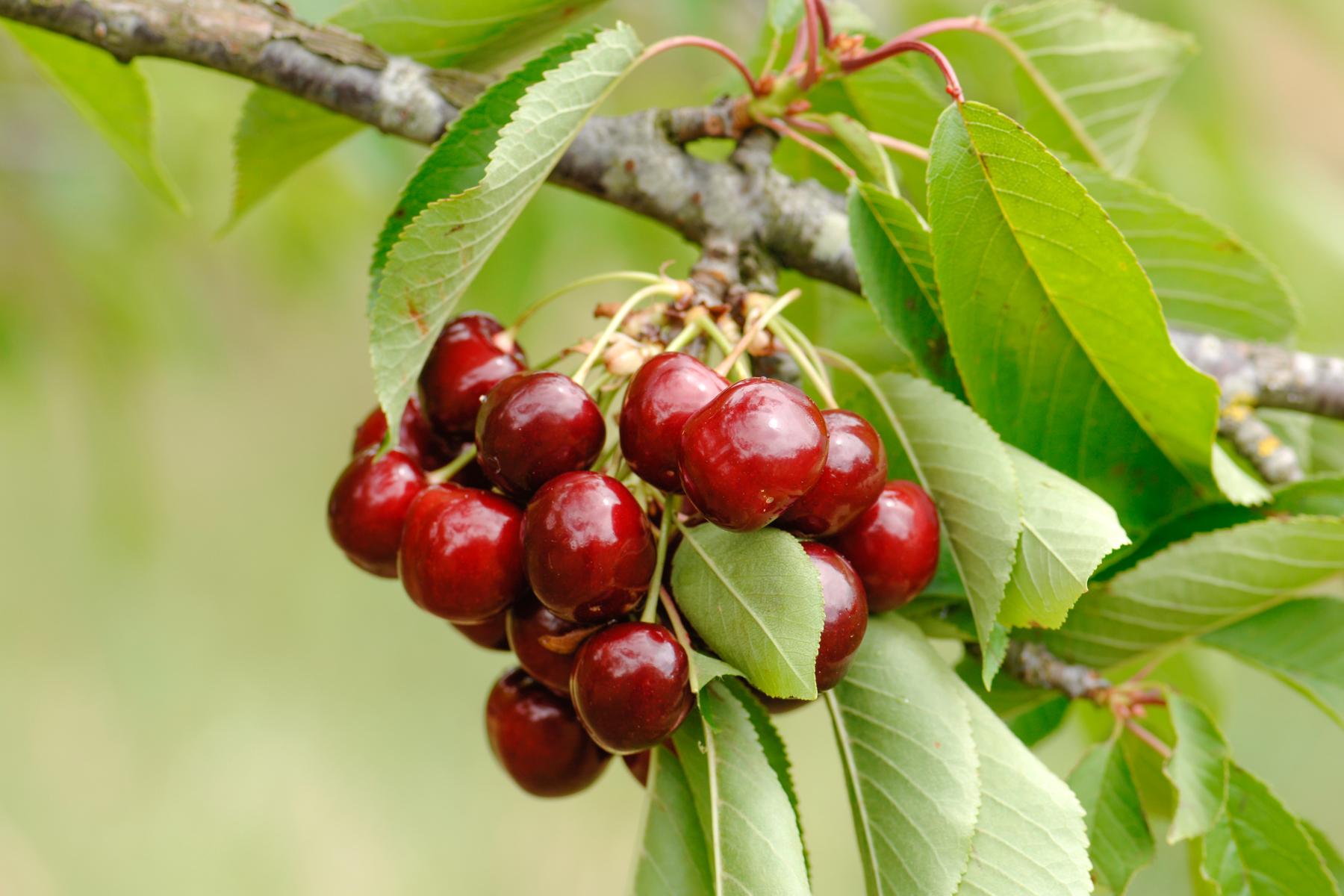 Reife, rote Kirschen hängen an einem Ast mit grünen Blättern