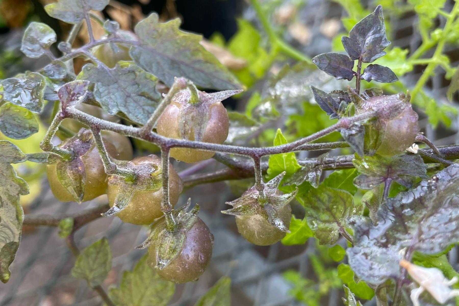 Rückentwickelte Tomaten von den Galápagos-Inseln an einem Zweig mit grünen und violetten Blättern
