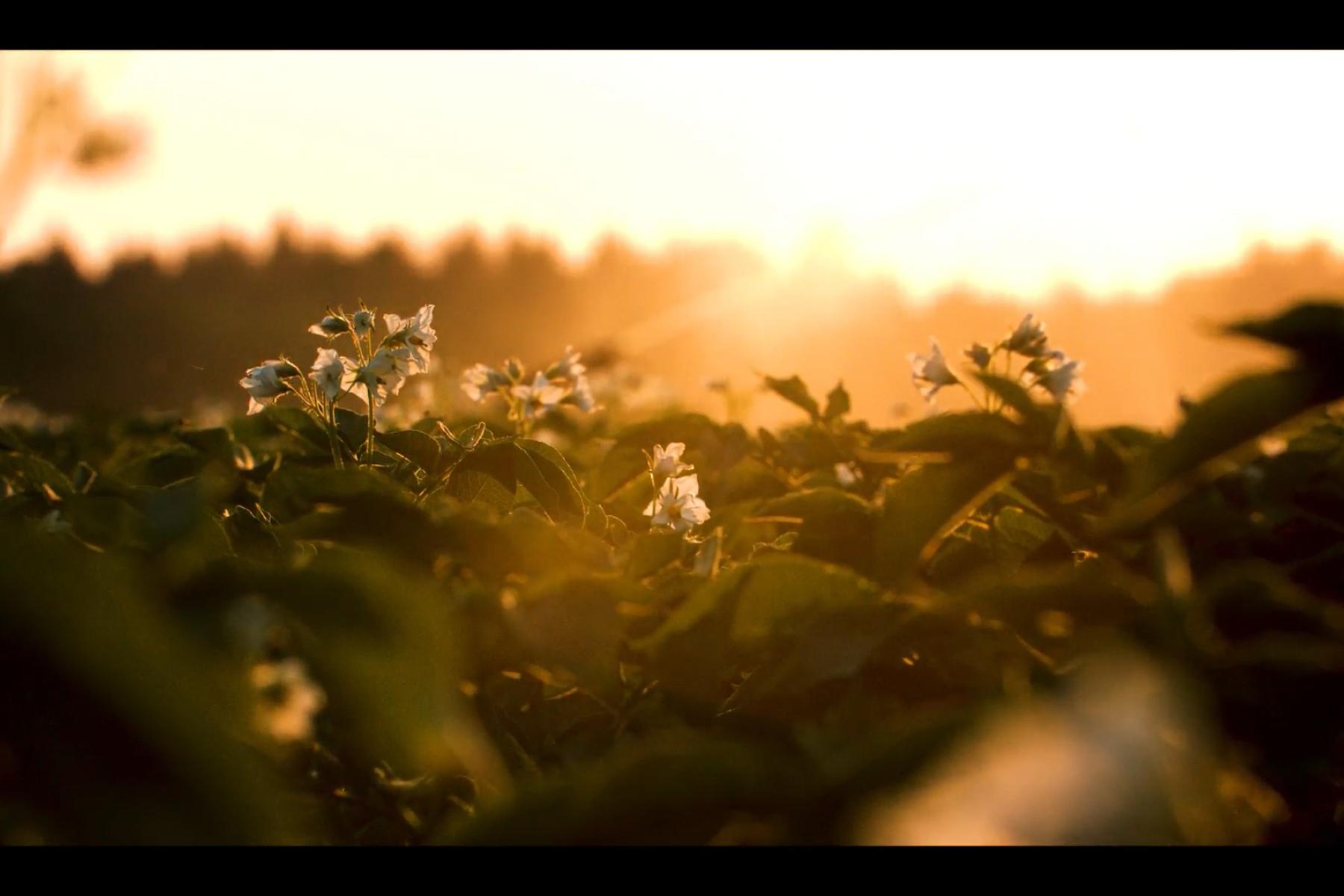 Kartoffelpflanzen mit weißen Blüten im Sonnenuntergang, Szene aus dem Imagefilm der Firma UNIKA