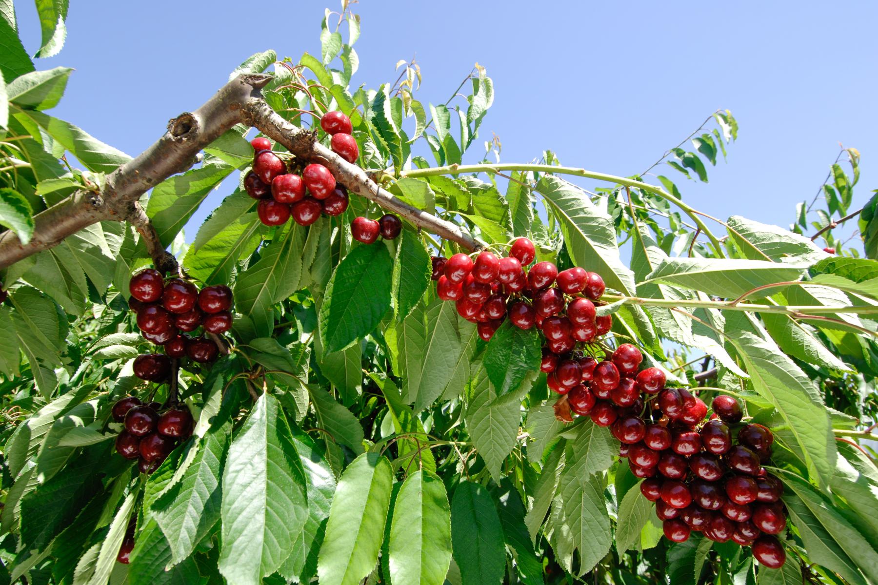 Reife, rote Kirschen hängen in dichten Trauben an einem Ast mit grünen Blättern vor blauem Himmel