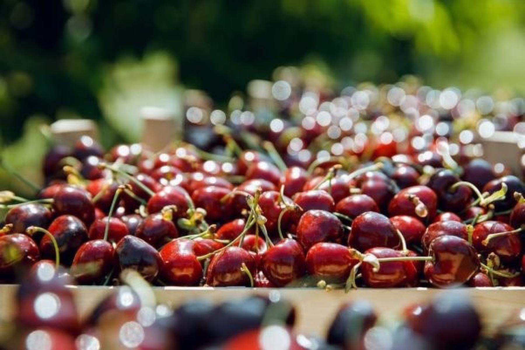 Frische rote Kirschen mit Stielen auf Holzkisten im Freien