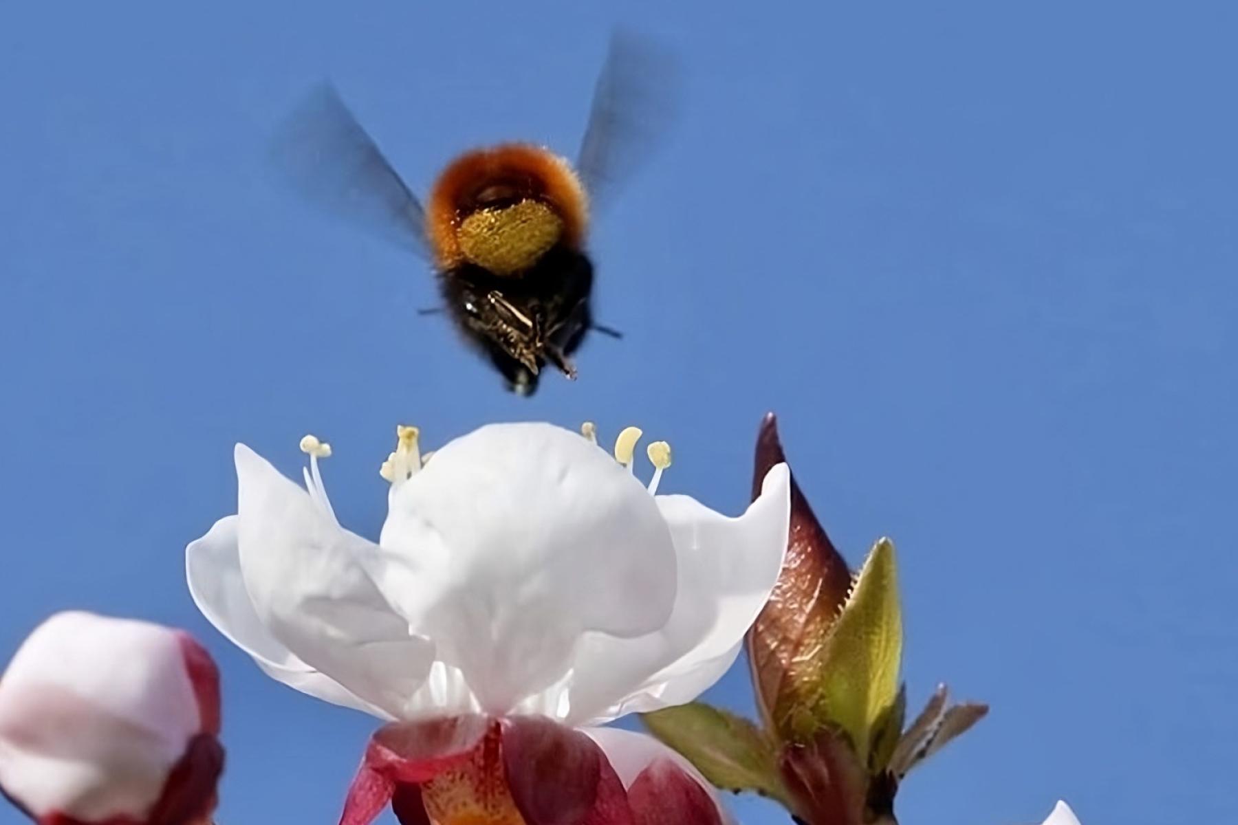 Mauerbiene fliegt auf eine weiße Blüte vor blauem Himmel zu