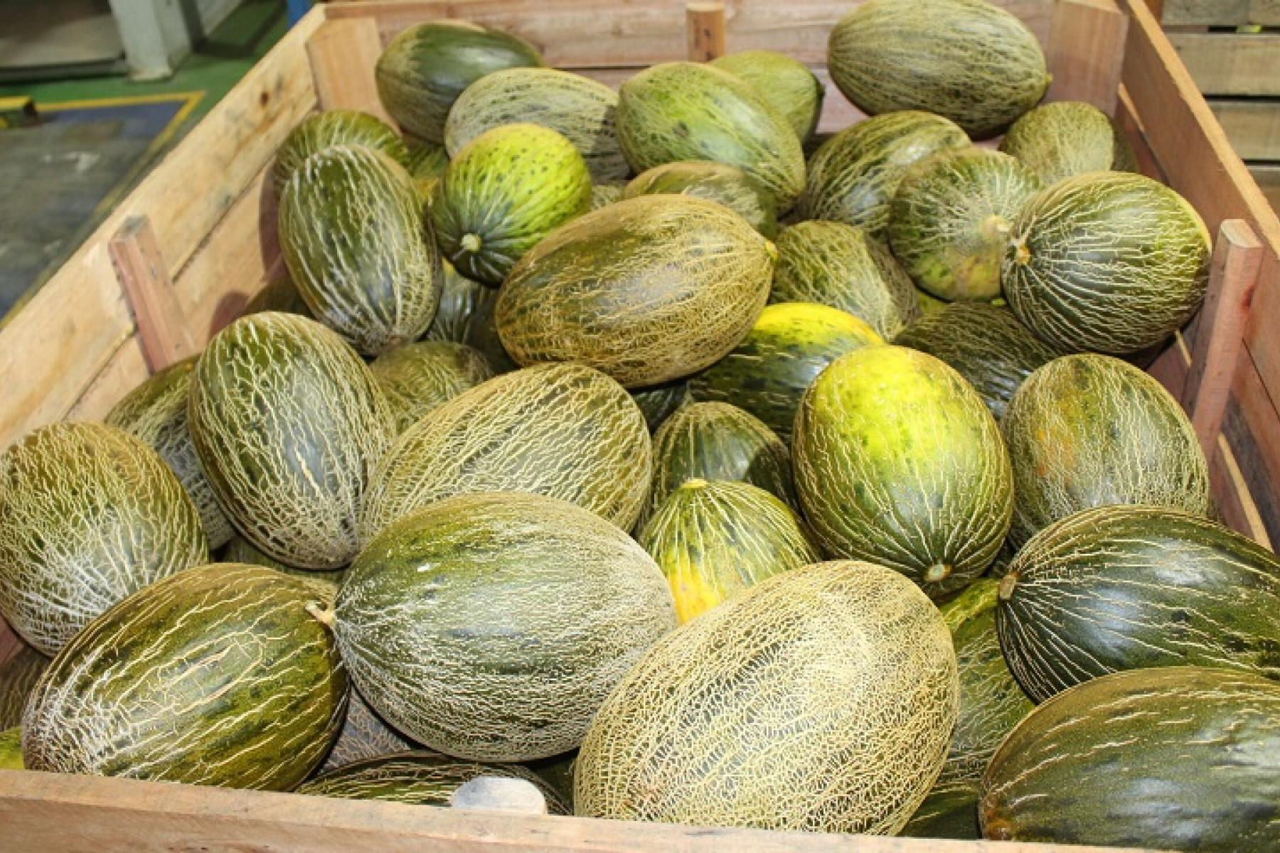 Kiste mit Melonen aus Castilla La Mancha, oval und grün mit hellen Streifen