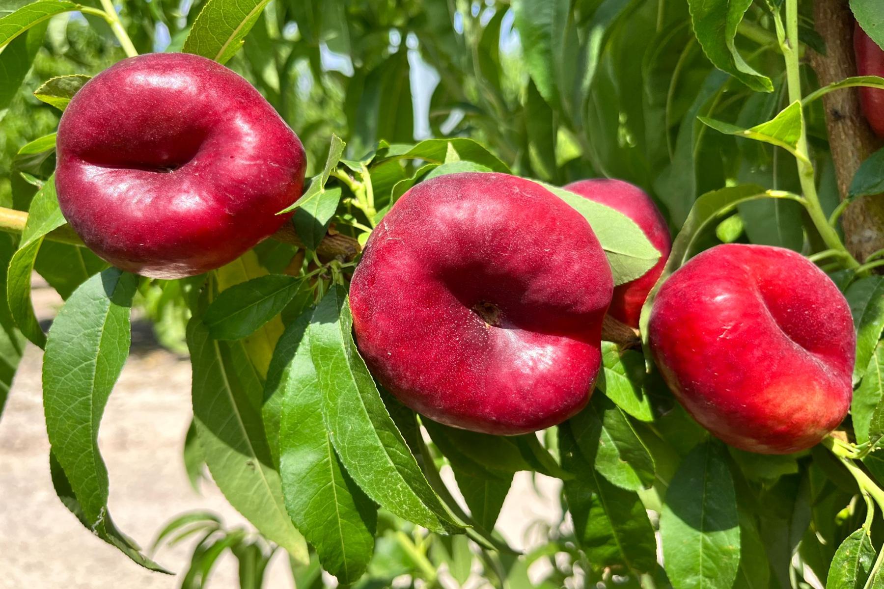 Drei rote Plattnektarinen der Sorte Sekoya an einem Baumzweig mit grünen Blättern