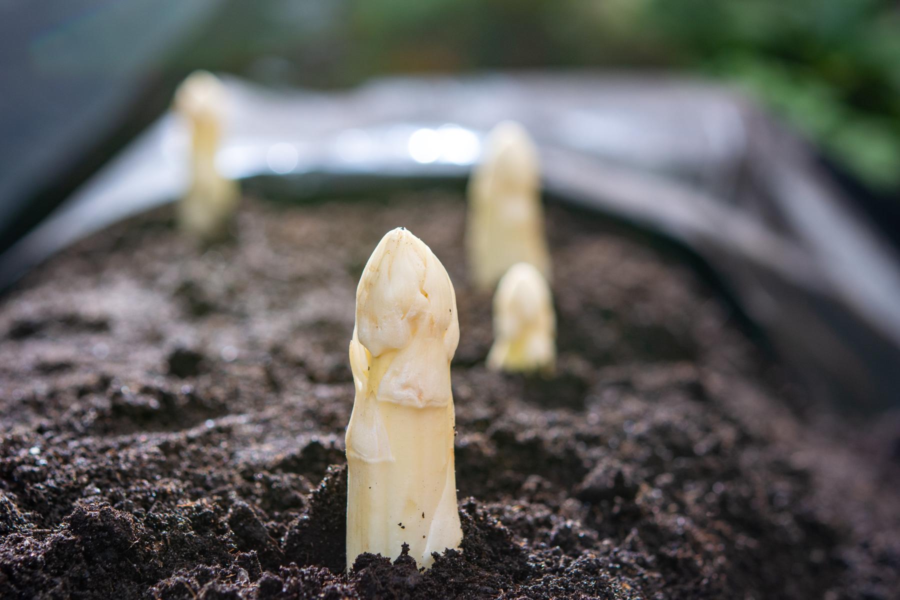 Weißer Spargel wächst stehend aus dunkler Erde in einem Beet