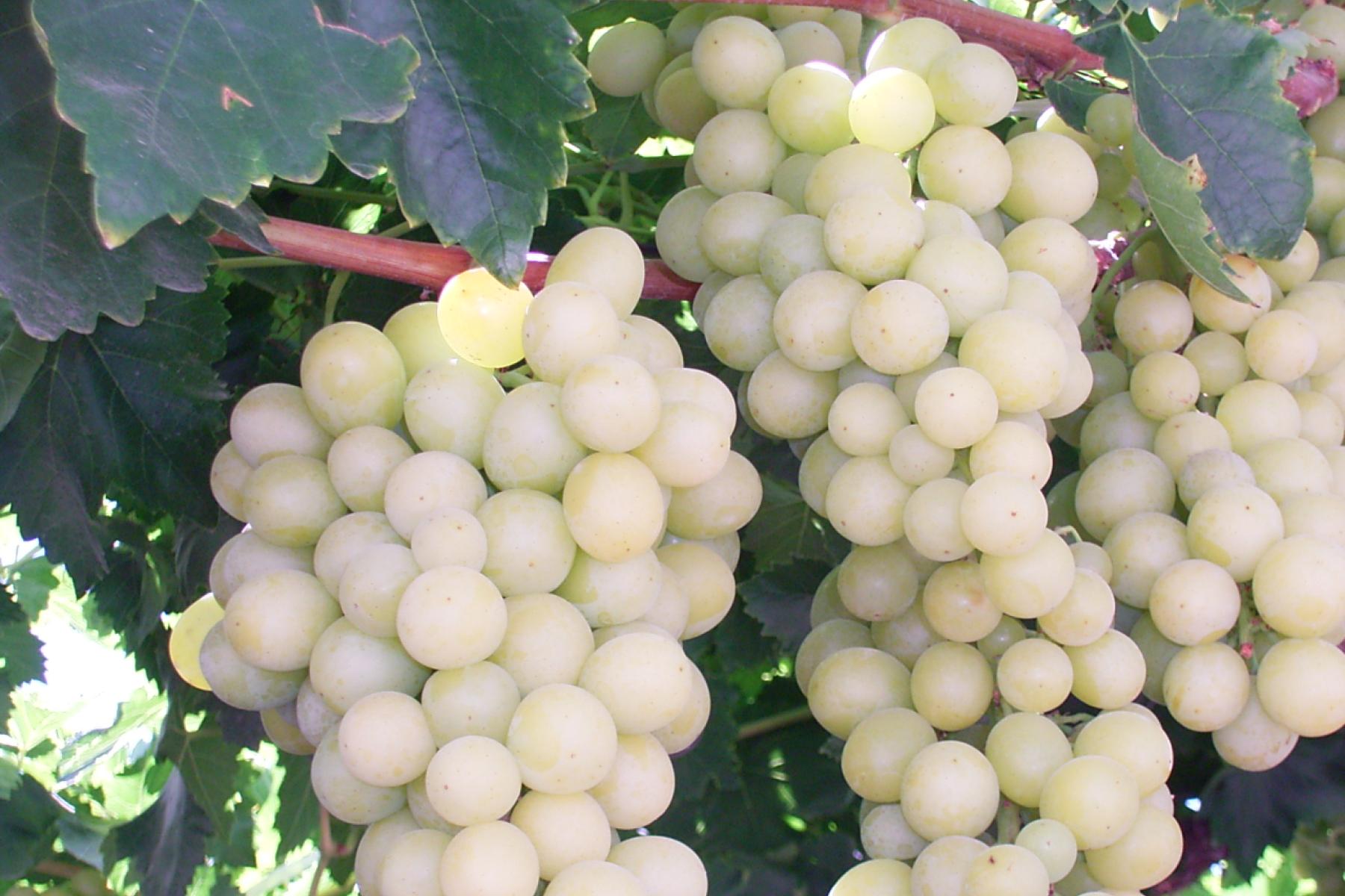 Zwei große Trauben mit hellgrünen, runden Beeren hängen an einem Rebstock mit grünen Blättern