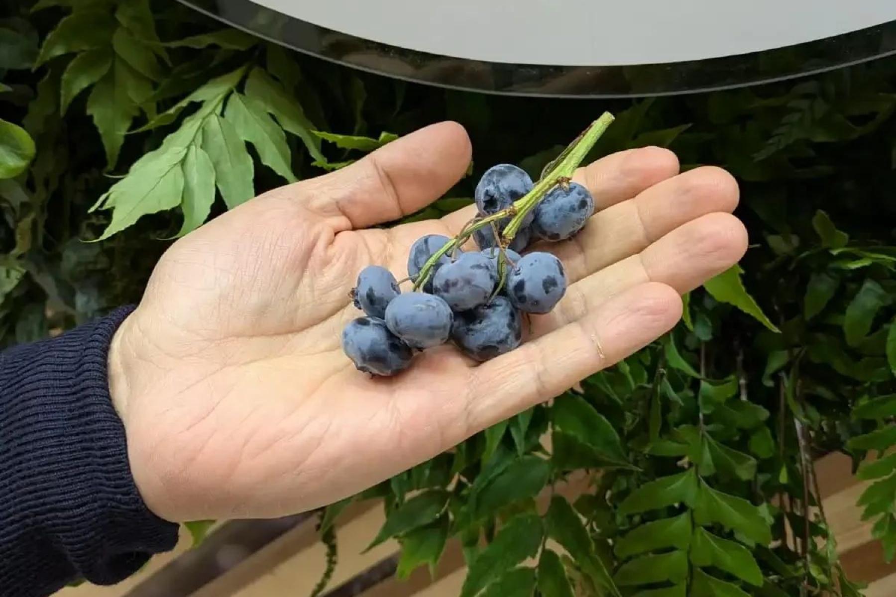 Hand hält traubenförmige Heidelbeeren an grünem Stiel vor Blättern