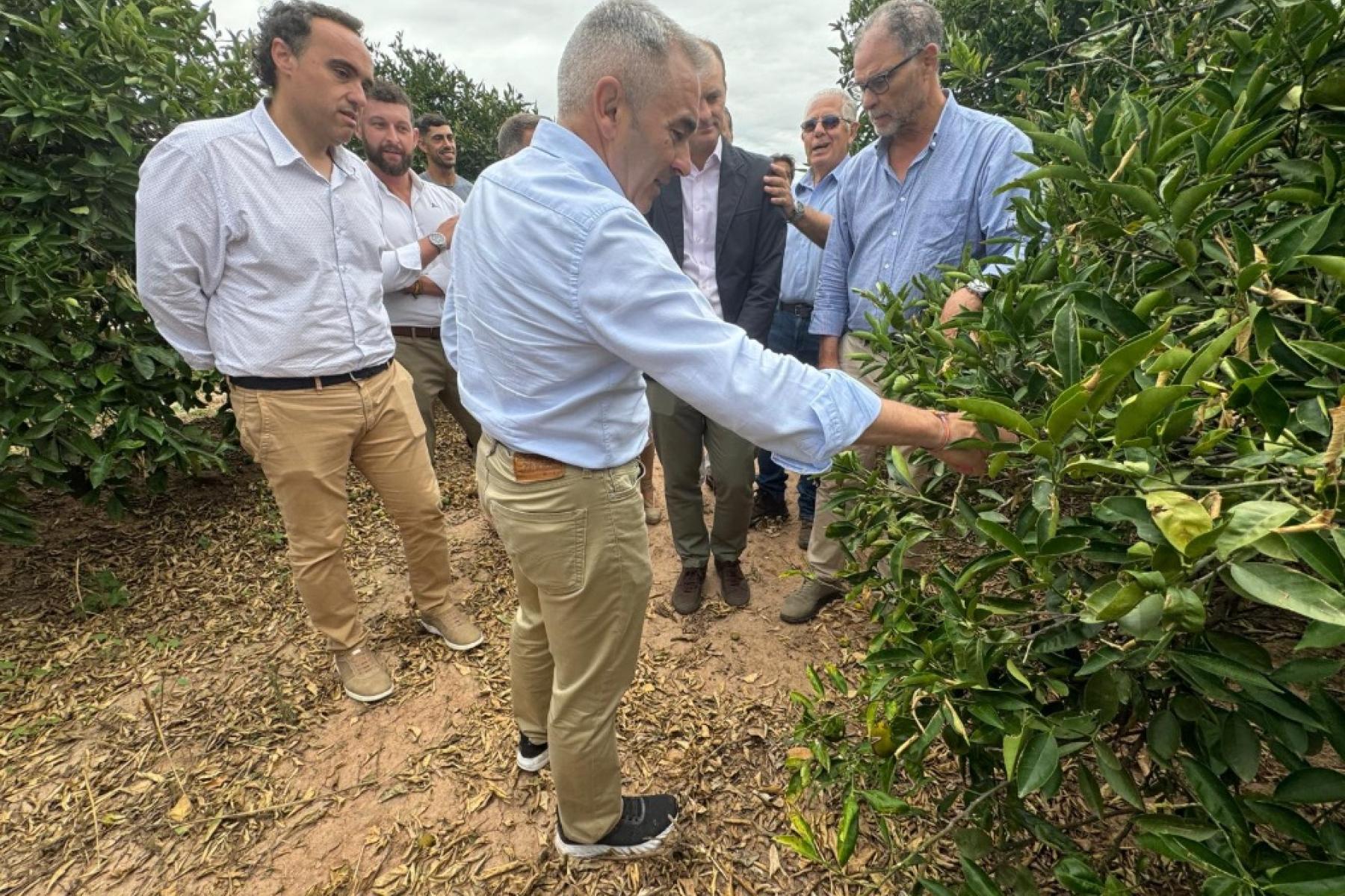 Gruppe von Männern in Freizeitkleidung steht in einem Orangenhain, einer zeigt auf einen Orangenbaum