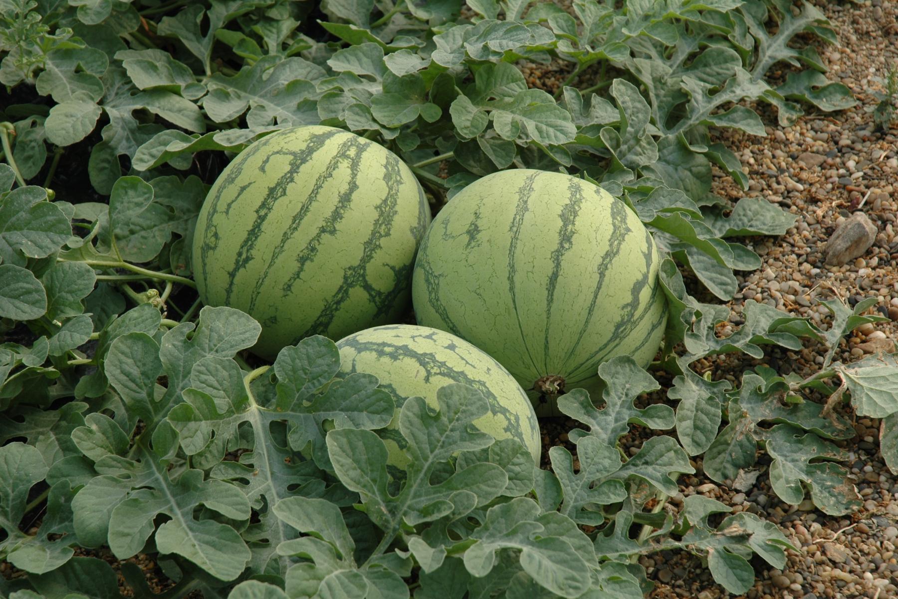 Drei reife Wassermelonen auf dem Boden eines Feldes, umgeben von grünen Blättern