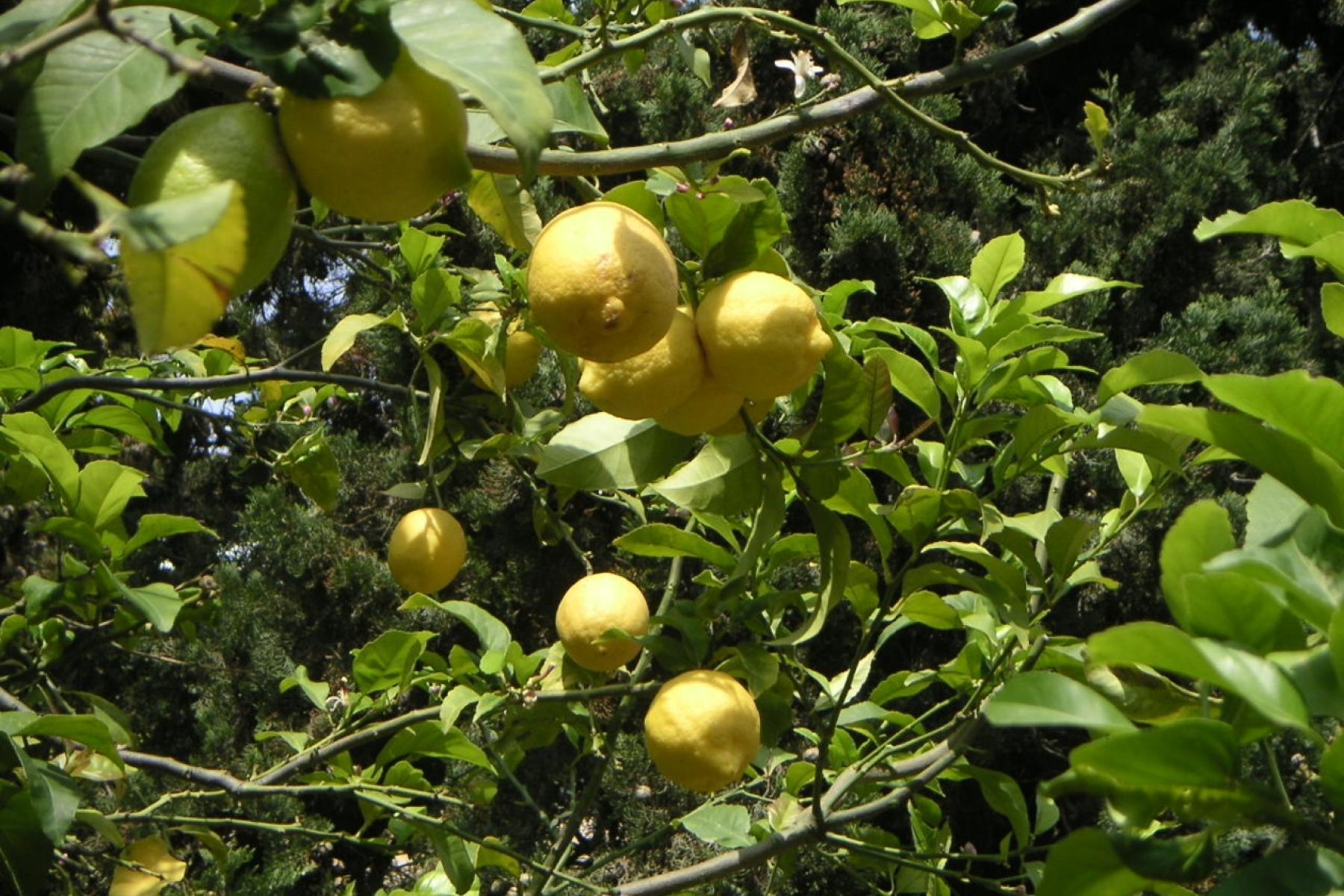 Zitronen hängen an einem Baum mit grünen Blättern