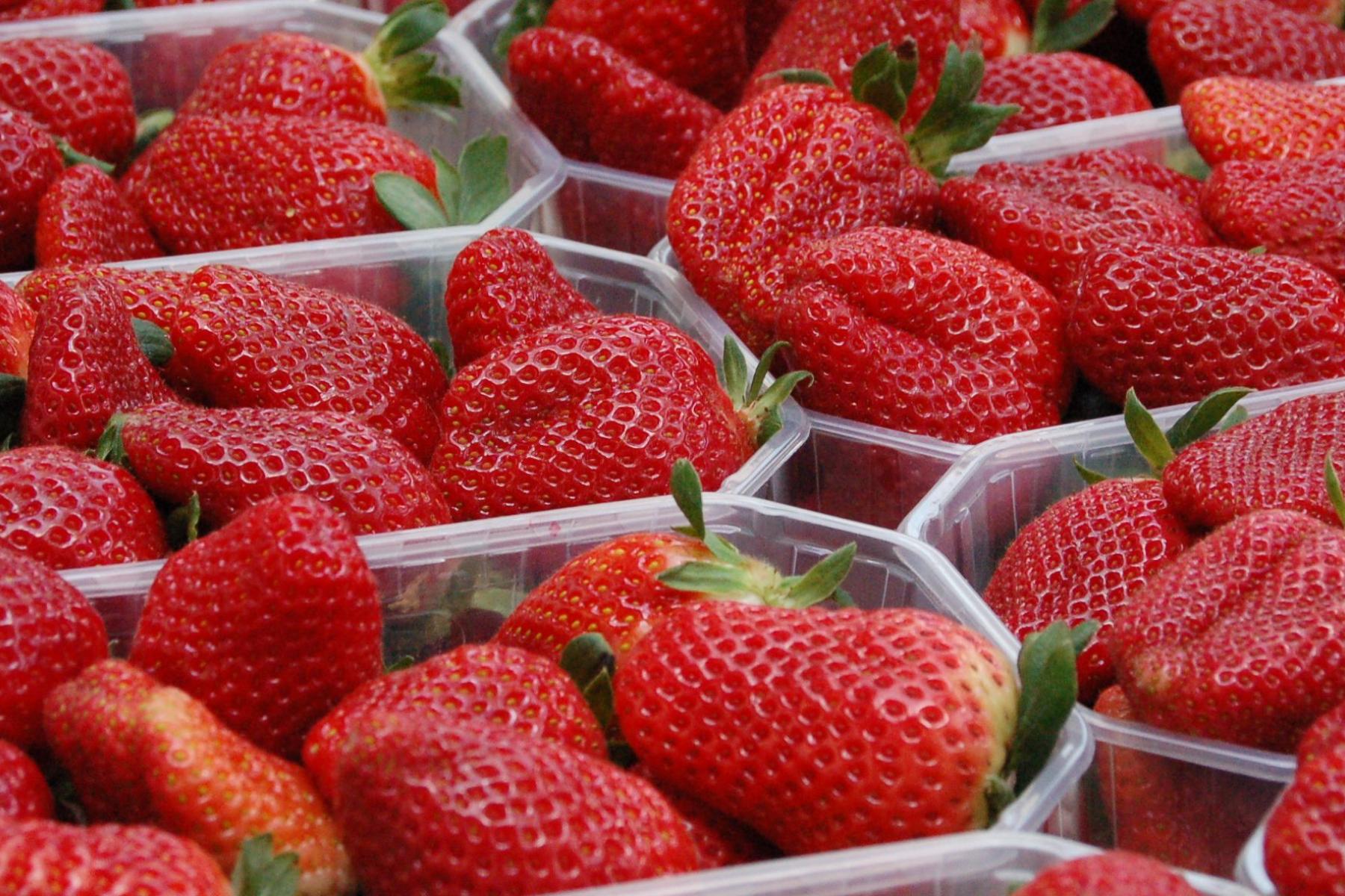 Frische rote Erdbeeren mit grünen Blättern in transparenten Plastikschalen, bereit zum Verkauf