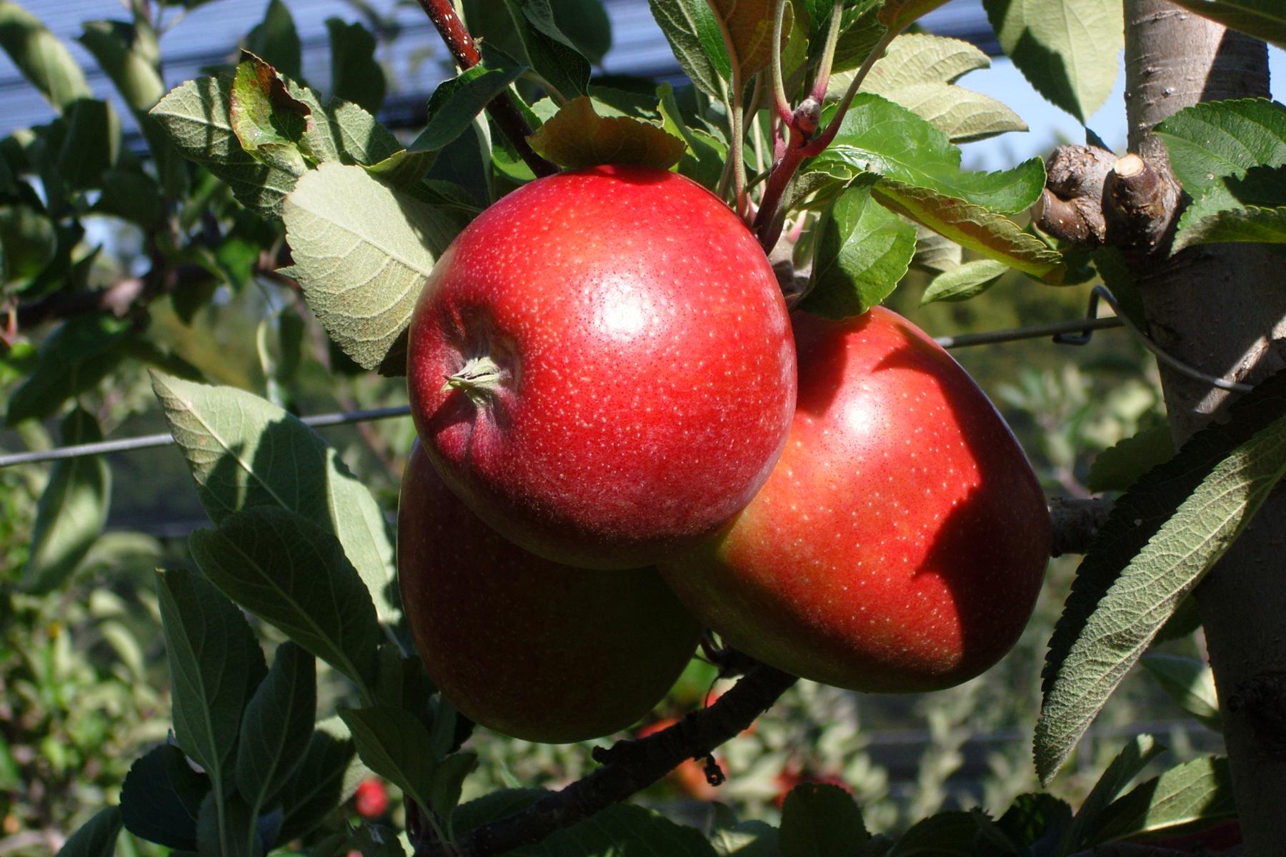 Reife rote Äpfel hängen an einem Apfelbaum