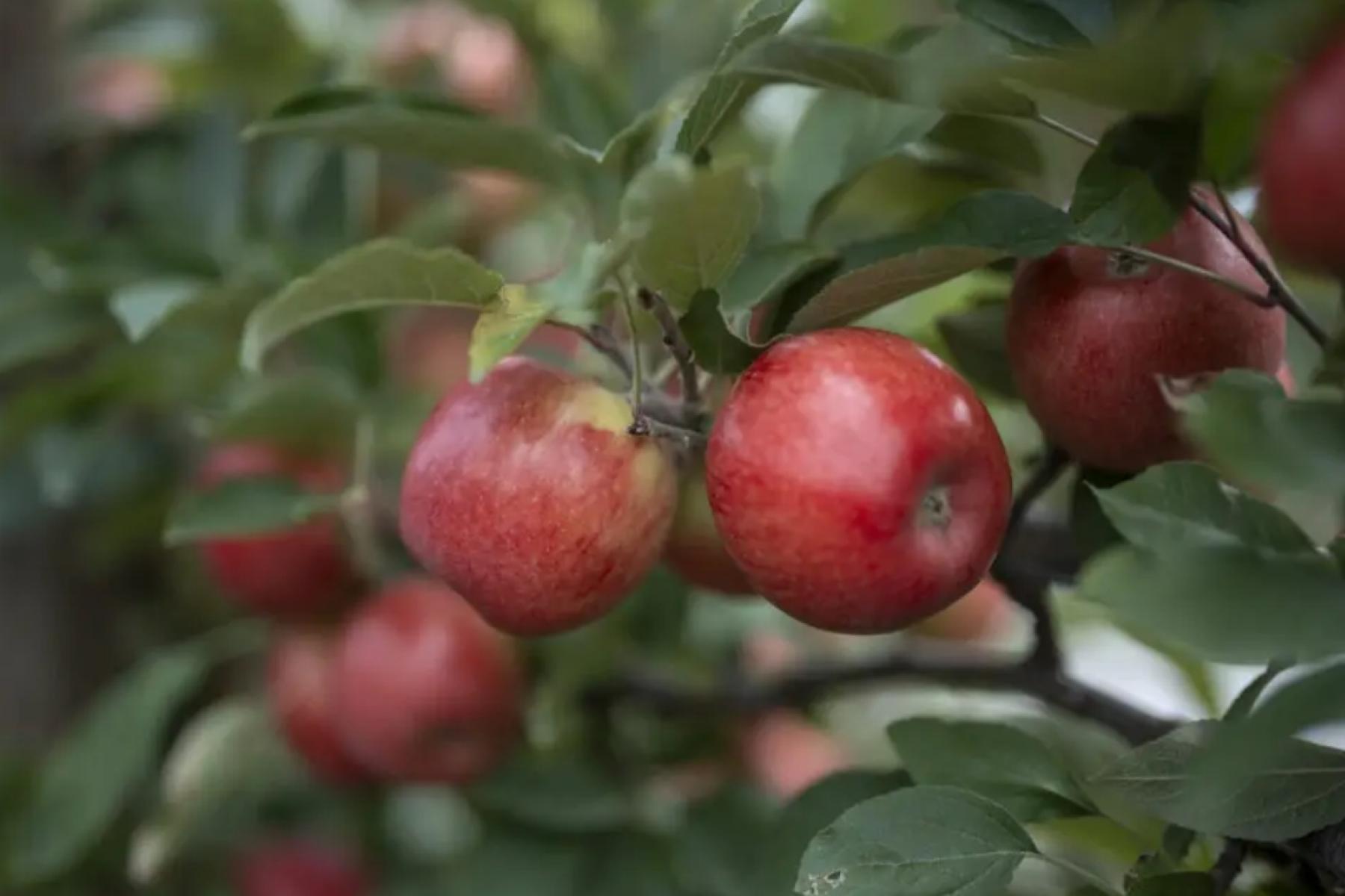 Reife rote Äpfel hängen an einem Apfelbaum mit grünen Blättern