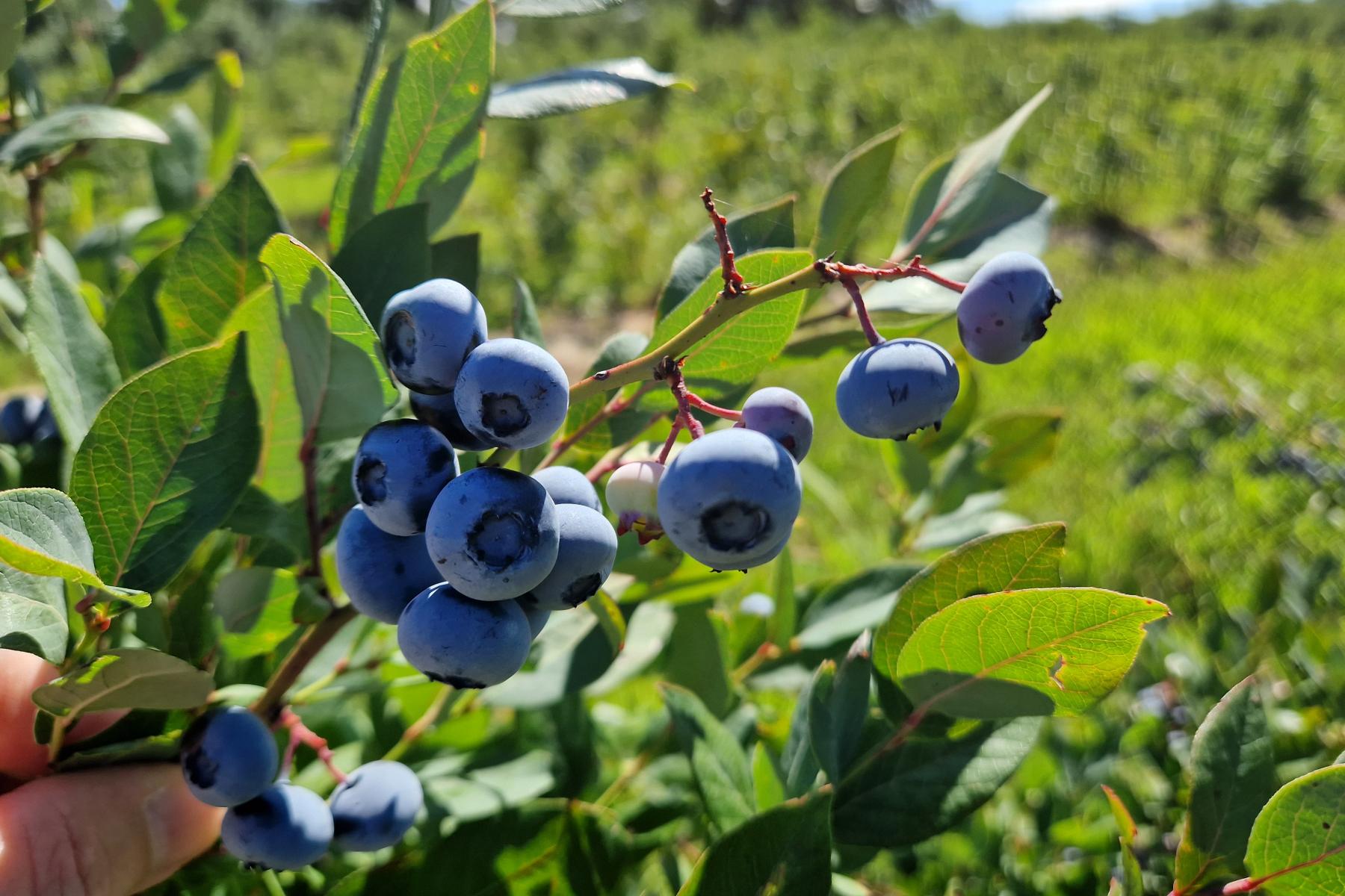 Heidelbeeren am Zweig in einer Hand