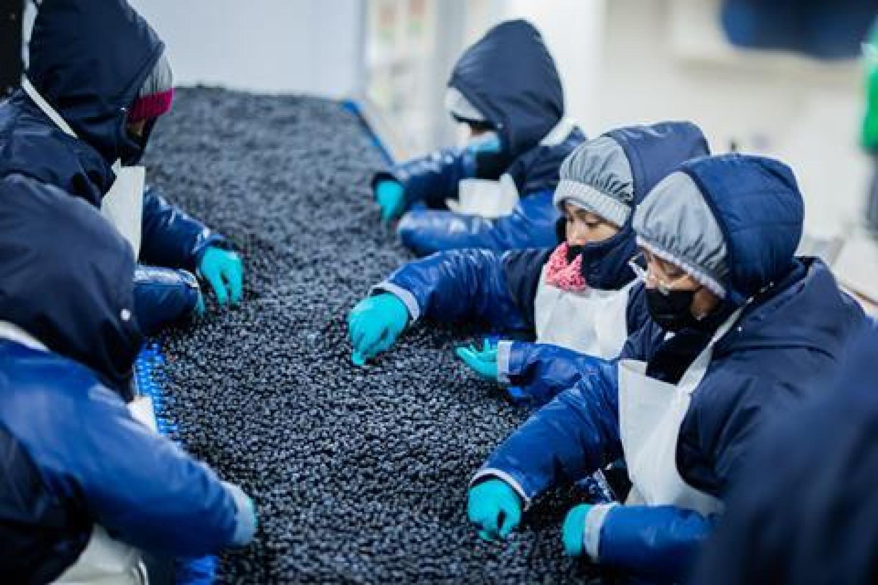 Arbeiter in blauen Jacken und Handschuhen sortieren Heidelbeeren auf einem Förderband