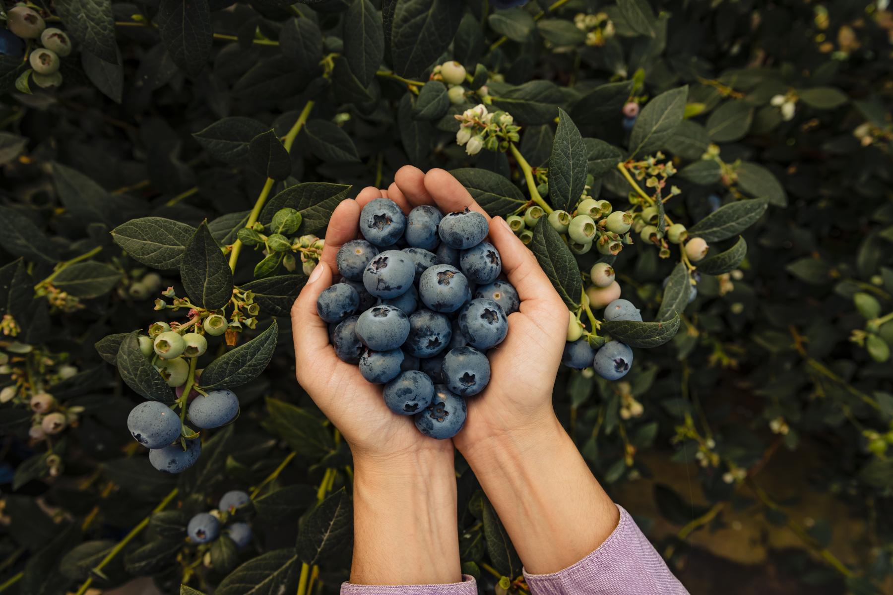 Heidelbeeren in einer Hand
