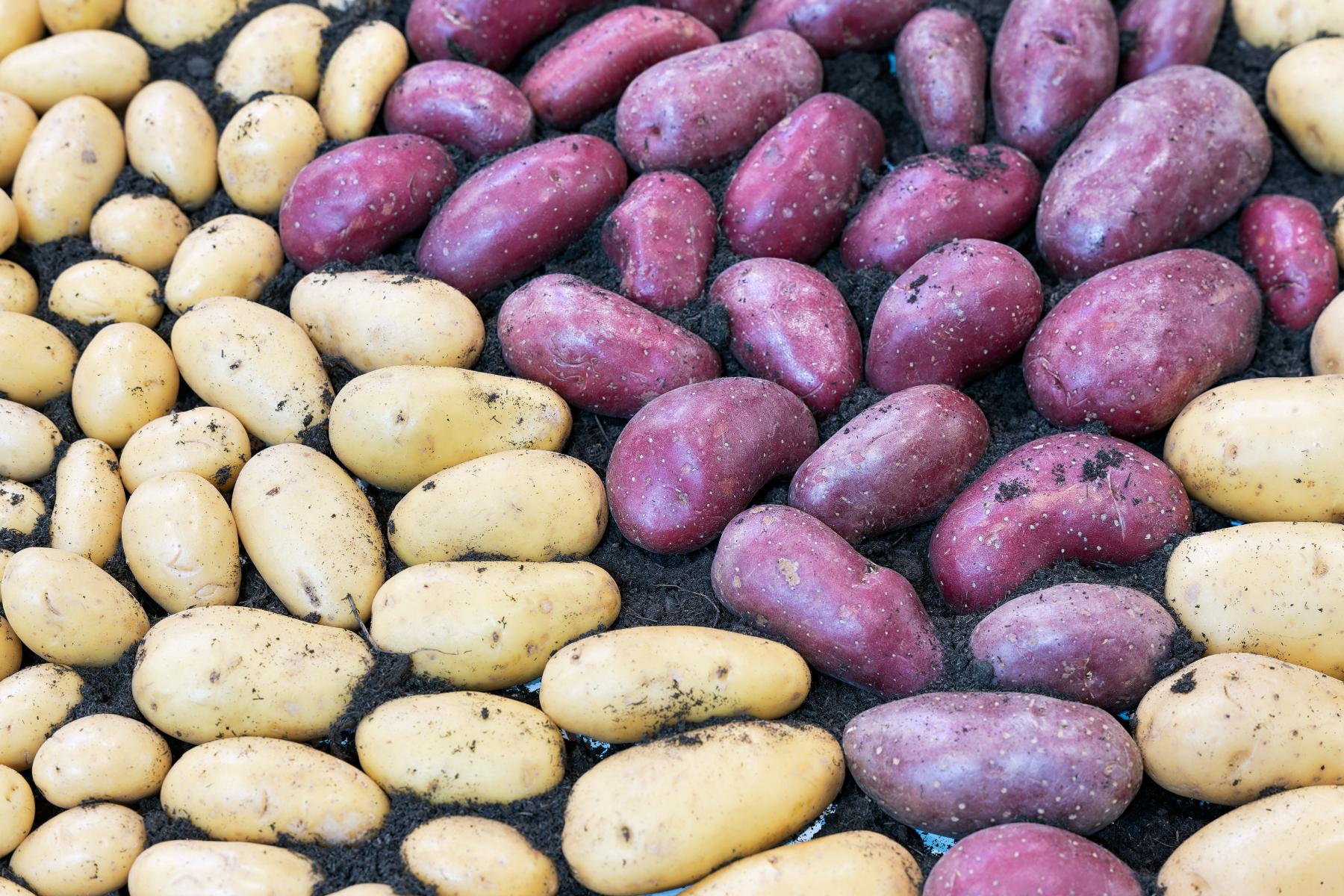 Frisch geerntete gelbe und violette Kartoffeln mit Erde bedeckt, nebeneinander liegend