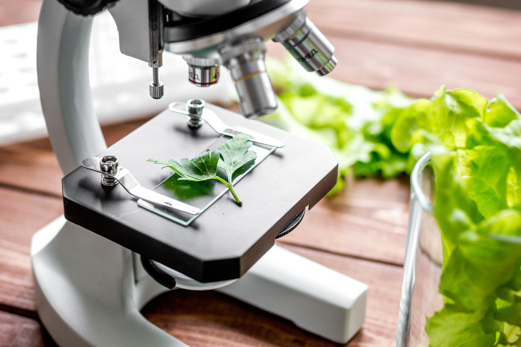 Mikroskop mit grünem Blatt auf dem Objektträger zur Untersuchung in einem Labor
