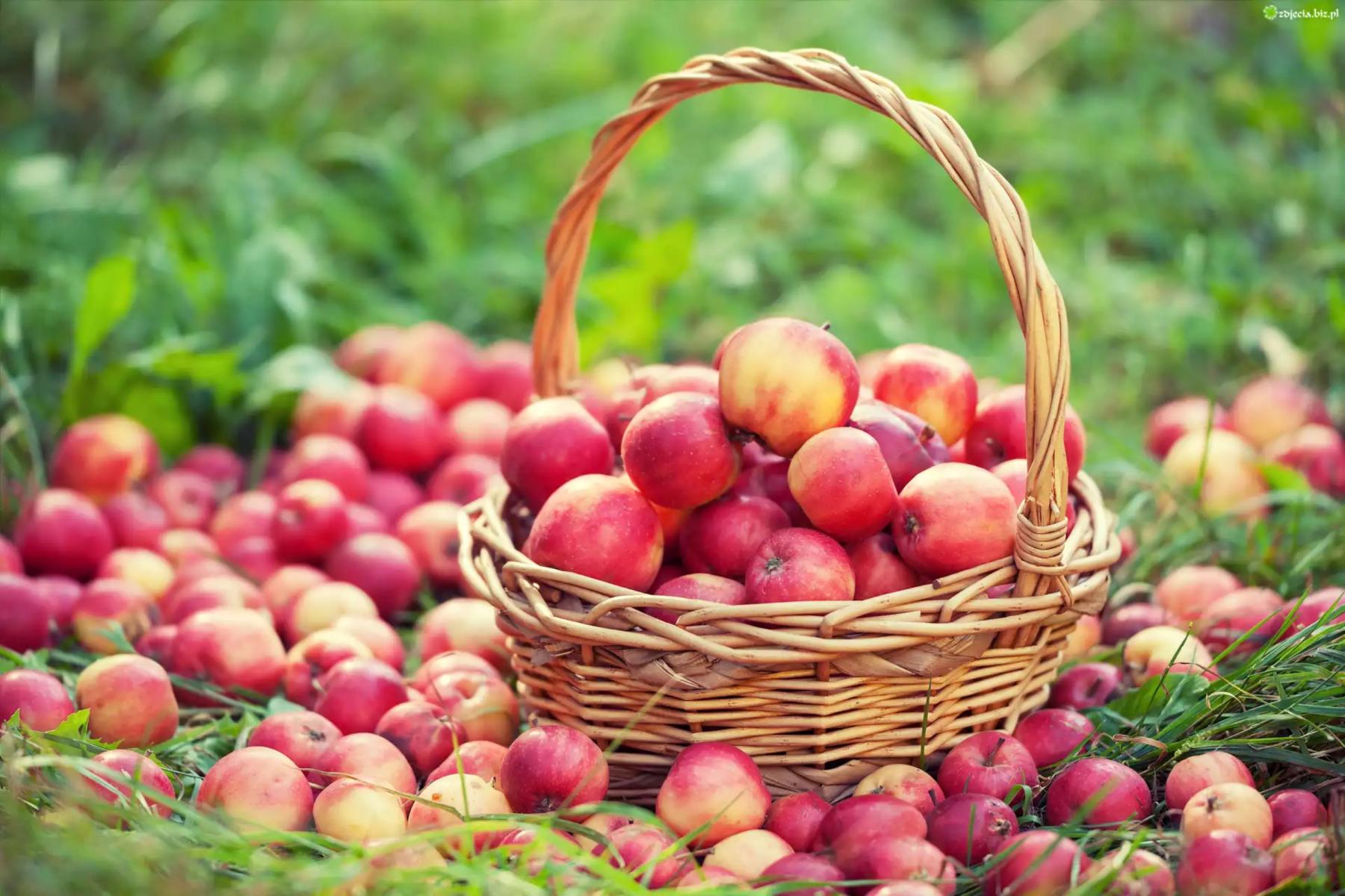 Äpfel im Korb und auf der Wiese