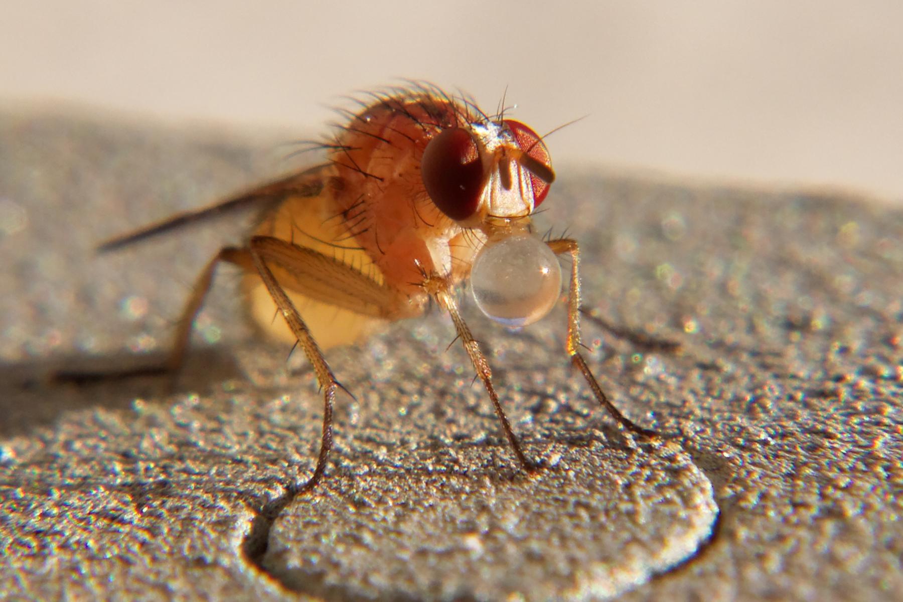 Fruchtfliege  