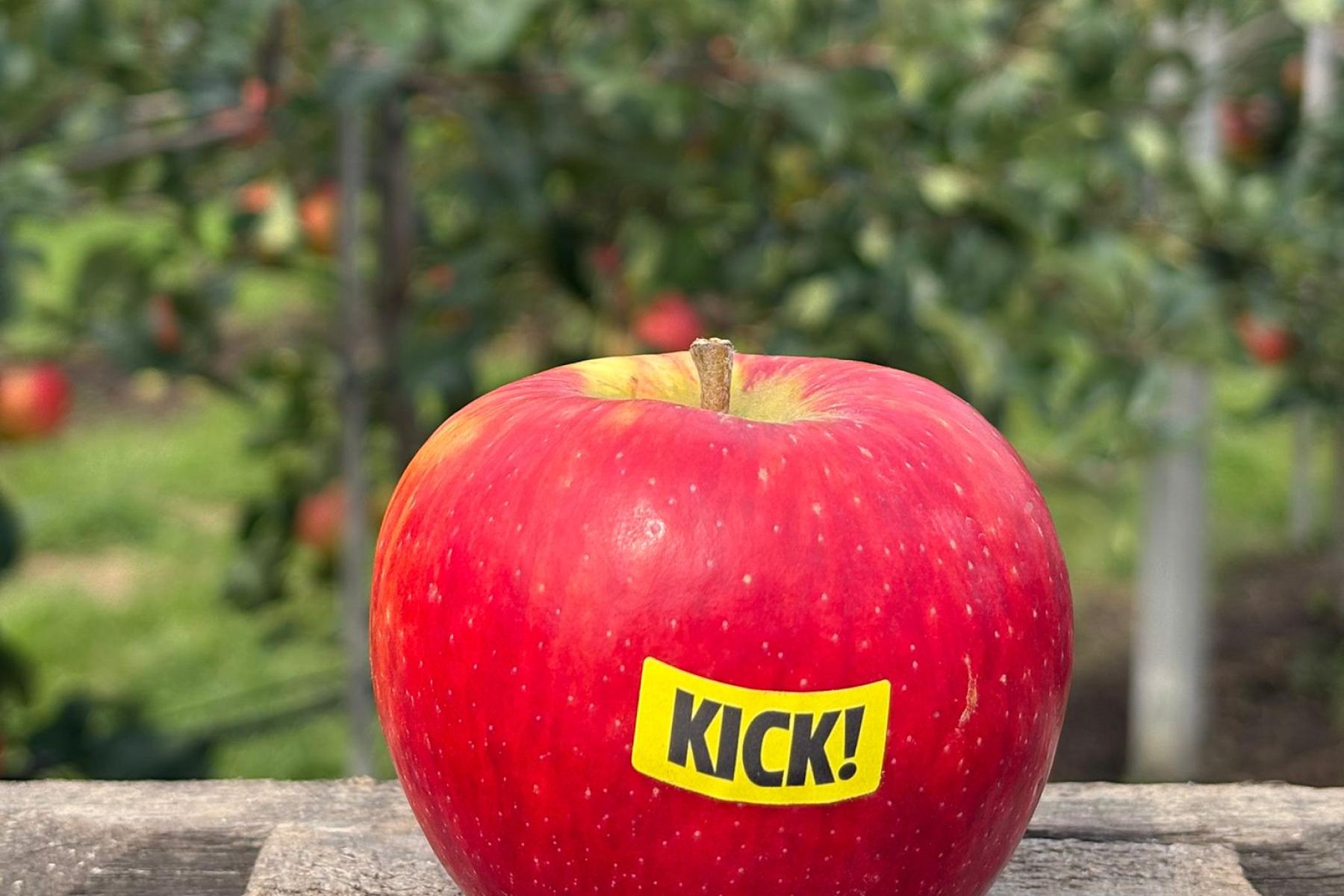 Apfel Kick! vor der Apfelplantage