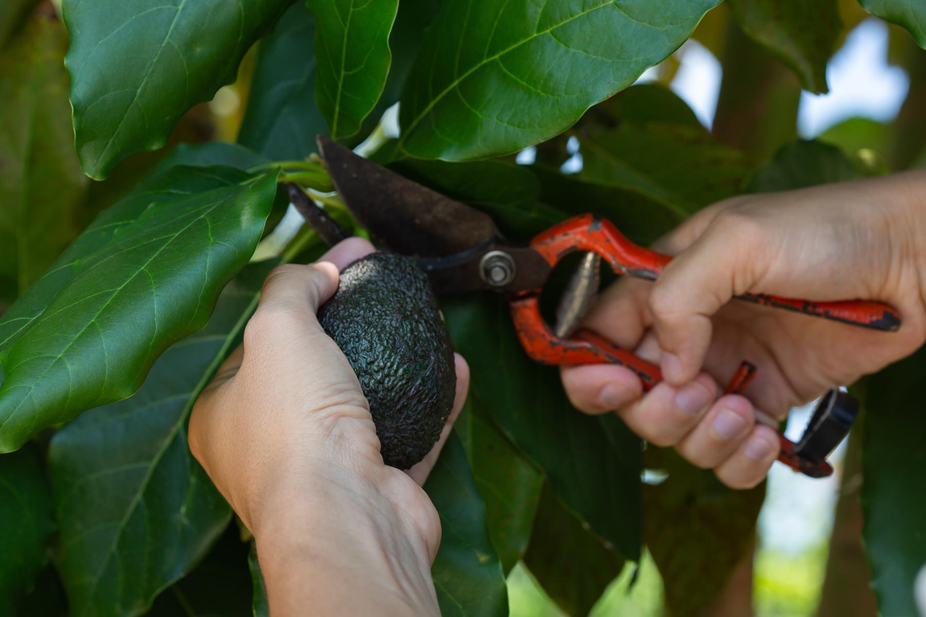 Hände schneiden eine reife Avocado mit einer Gartenschere von einem Baum