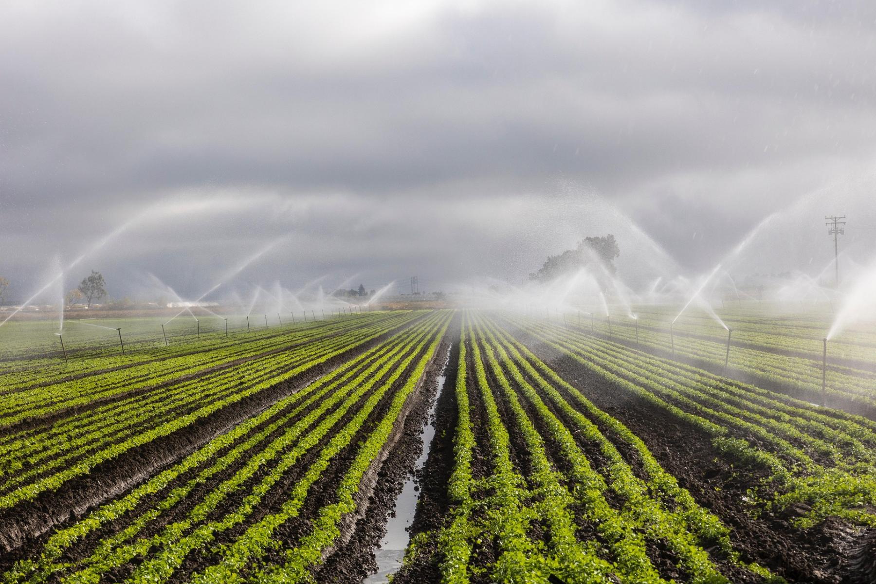 Grünes Feld mit gleichmäßig angeordneten Reihen von Pflanzen, bewässert durch Sprinkler, die Wasser in die Luft sprühen.